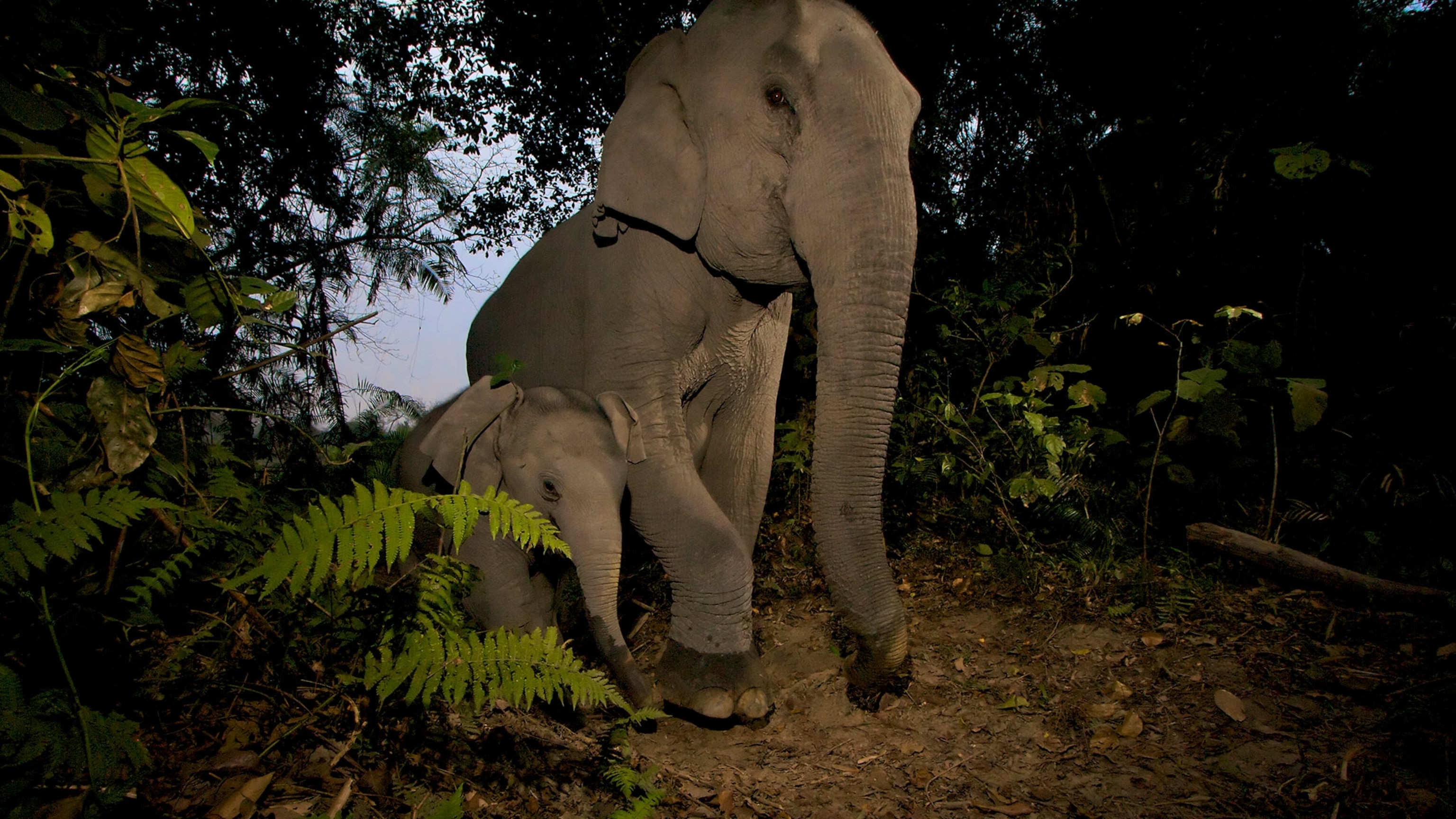 Asian Elephant Babies Falling Victim to Snares in Cambodia