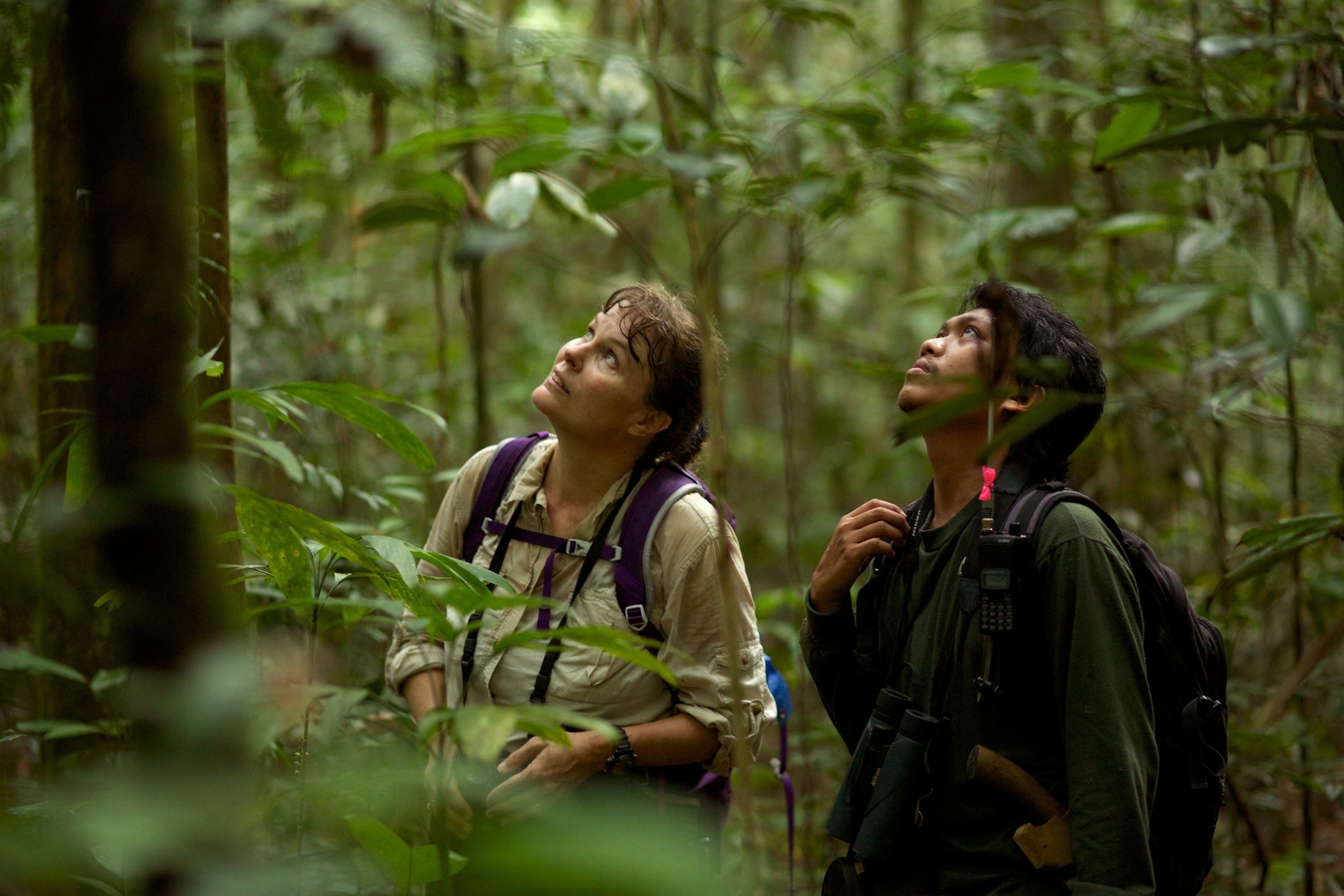 orangutan researcher Cheryl Knott looking up into the trees of the forest alongside a project manager Rusda Yakin