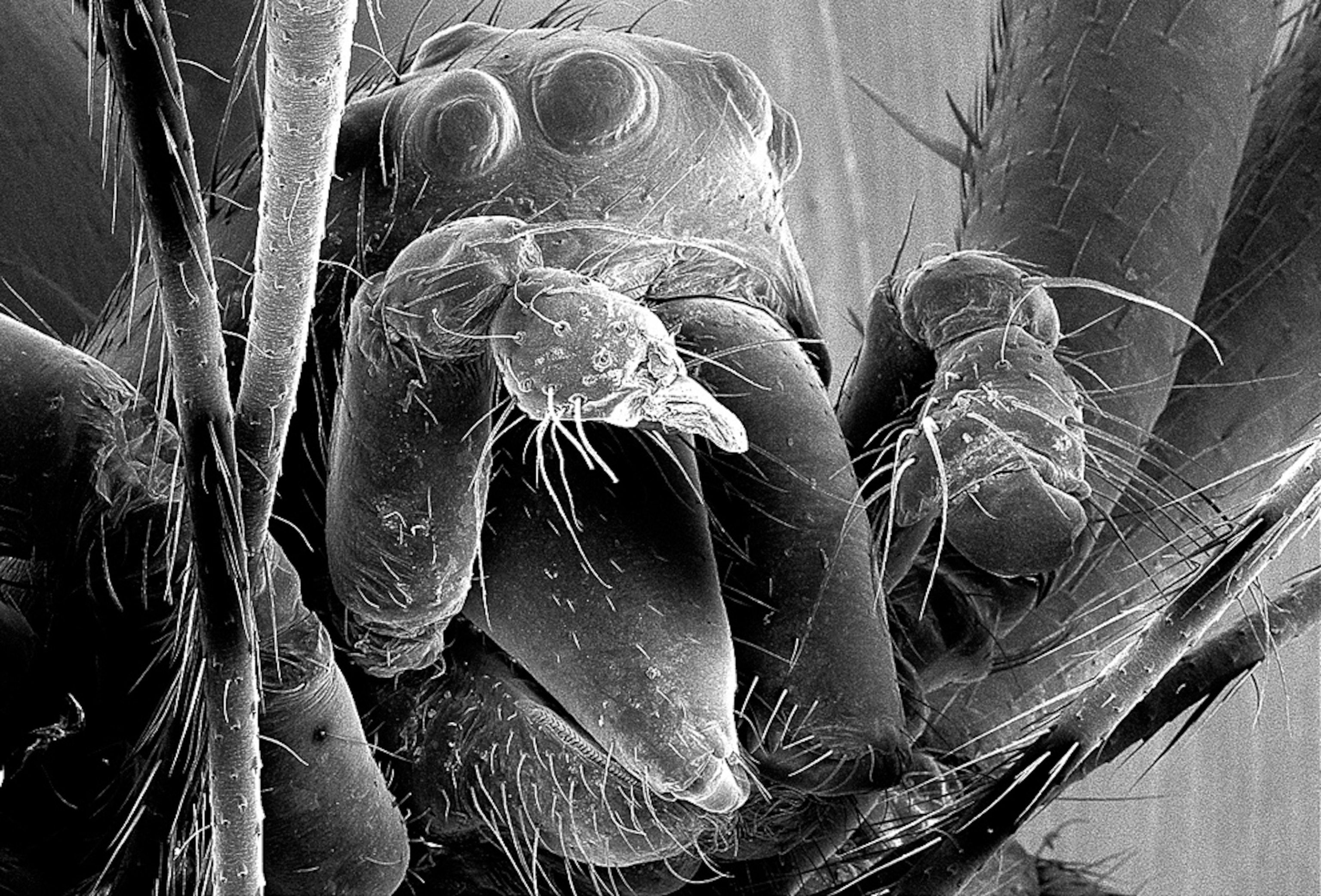 An emasculated spider.