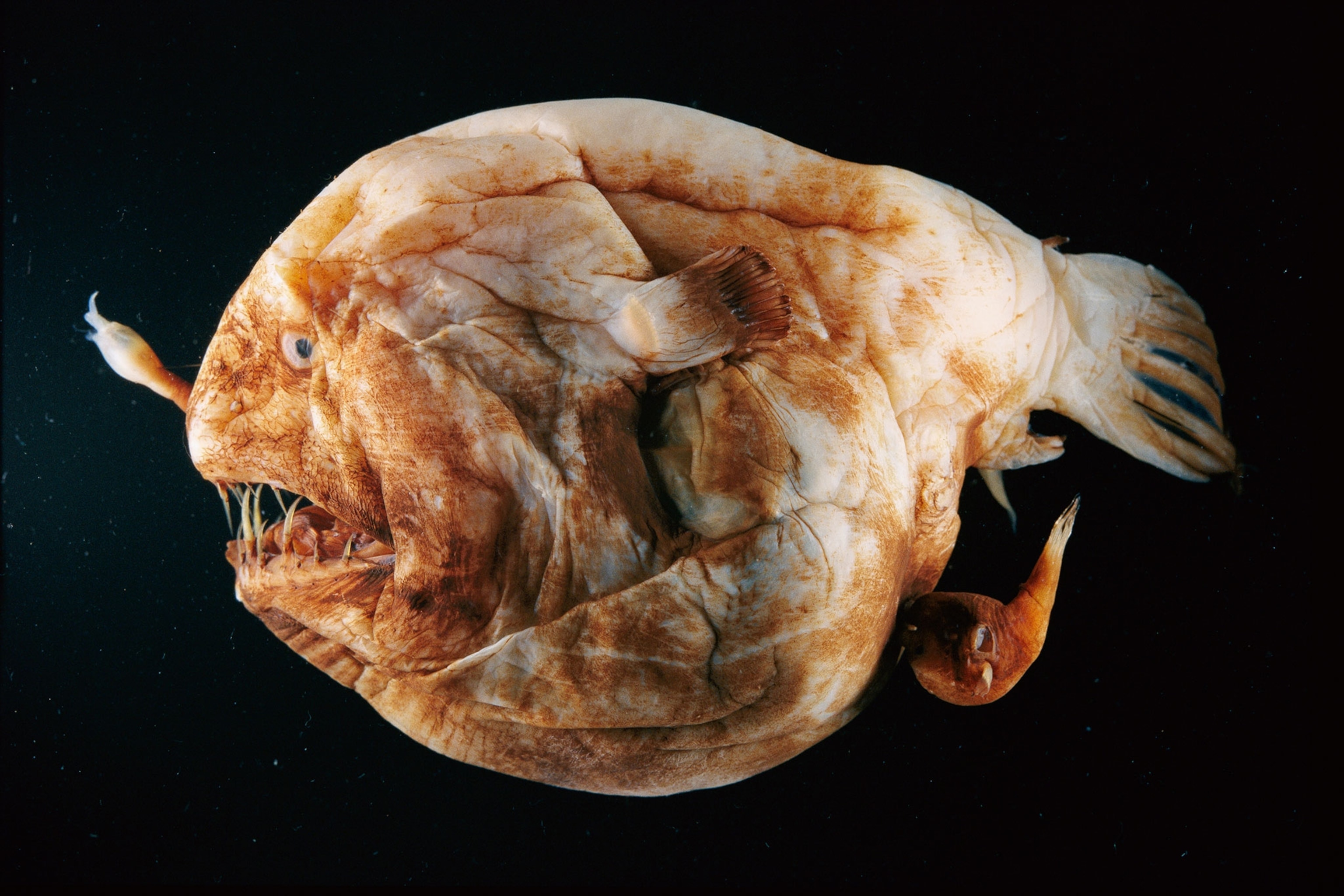 a female anglerfish with a male attached below her tail