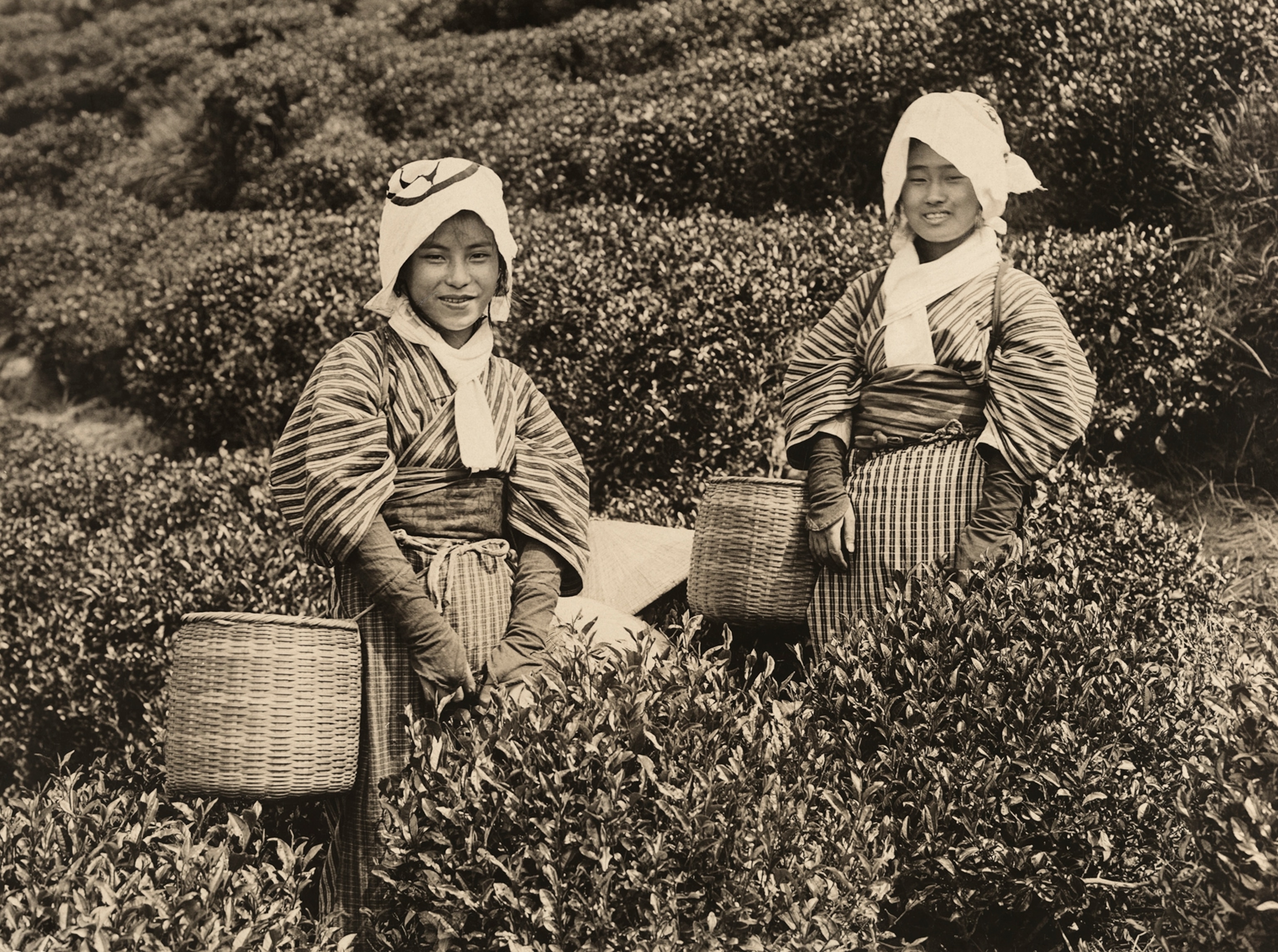 The tea-pickers of Japan wear long sleeveless or gloves to keep their hands an arms from being scratched.