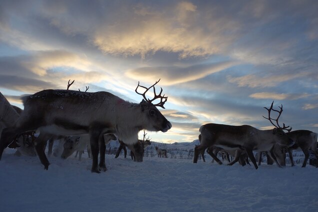 Dodging Wind Farms and Bullets in the Arctic Troms County is a sprawling region some 700 miles (1,150 km) north of Oslo. This is the heart of Sami country, where Lapp nomads once moved their reindeer herds across vast distances to the rhythm of the seasons, oblivious to national borders. Those days are long gone. Photograph by Scott Wallace