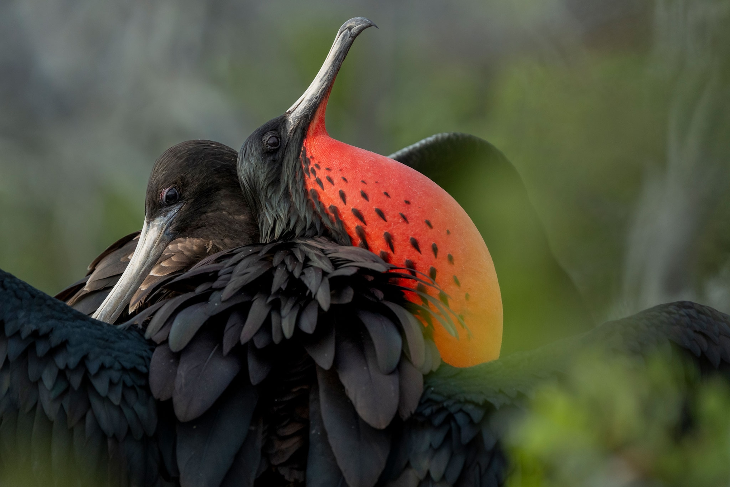 Birds with black bodies, and red bodied feathers.