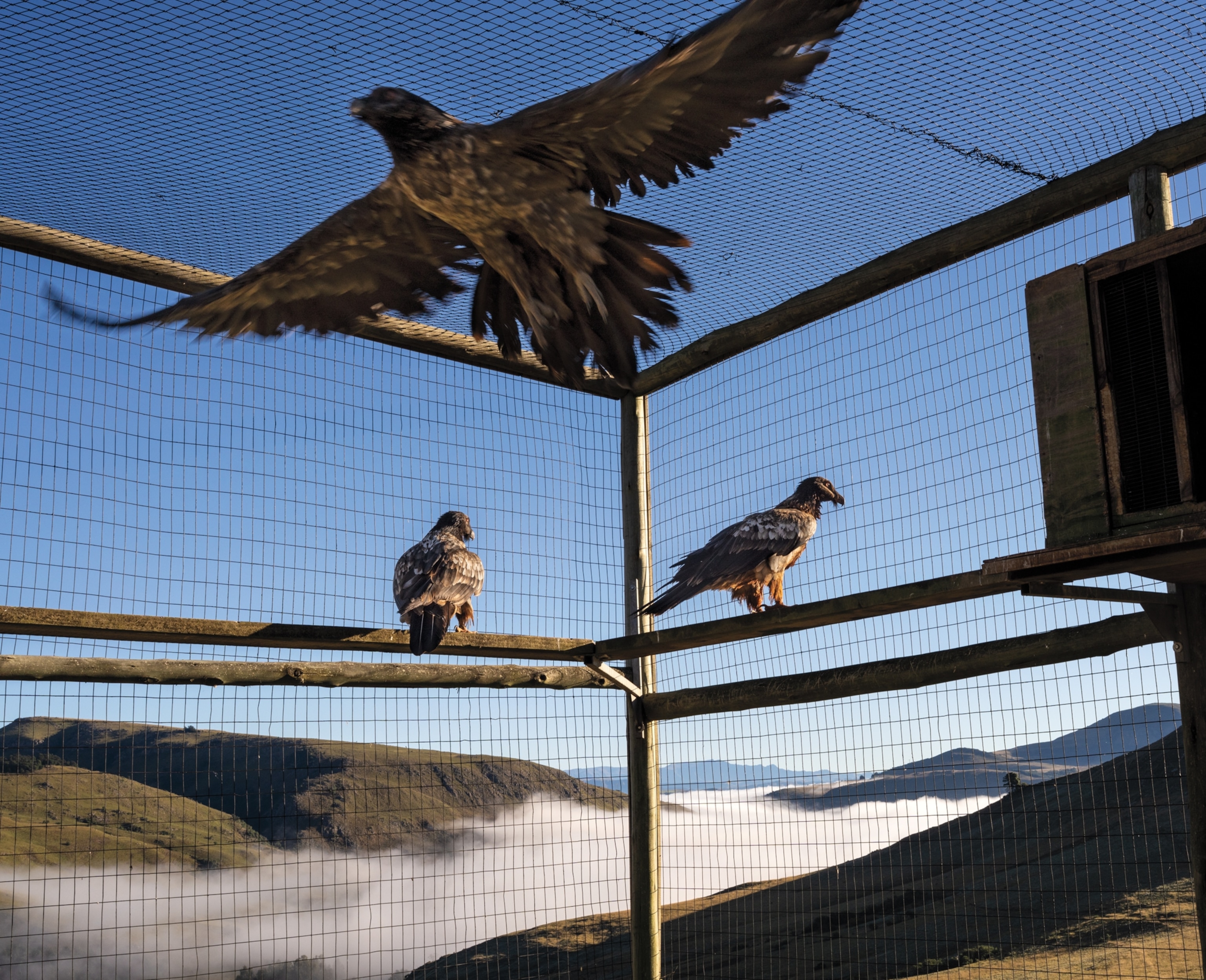 A large outdoor bird enclosure overlooks spreading mountains int he distance. Two vultures stand on a wooden rail while one vulture flies across the enclosure.