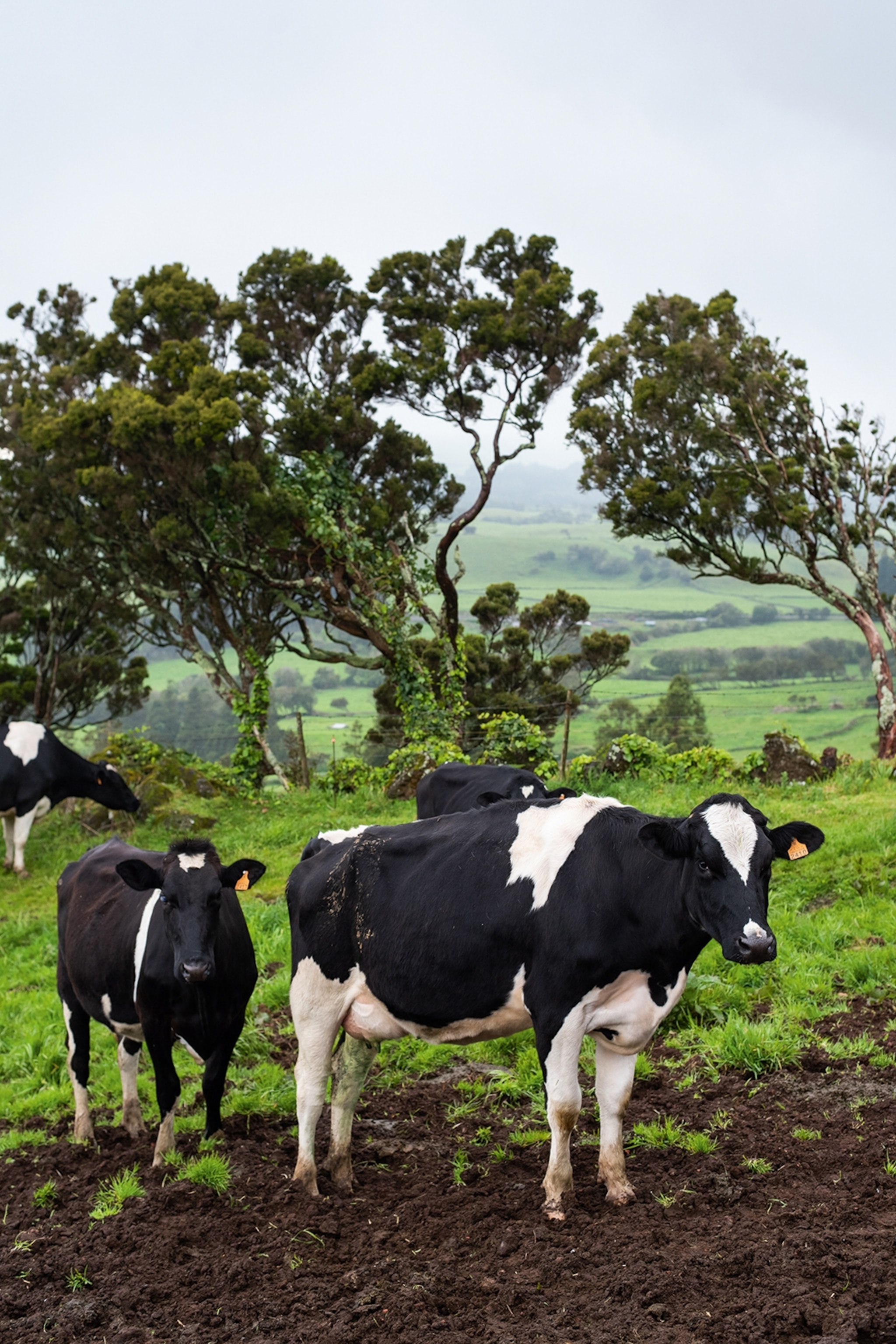A herd of Friesian cows grazing in a misty countryside.