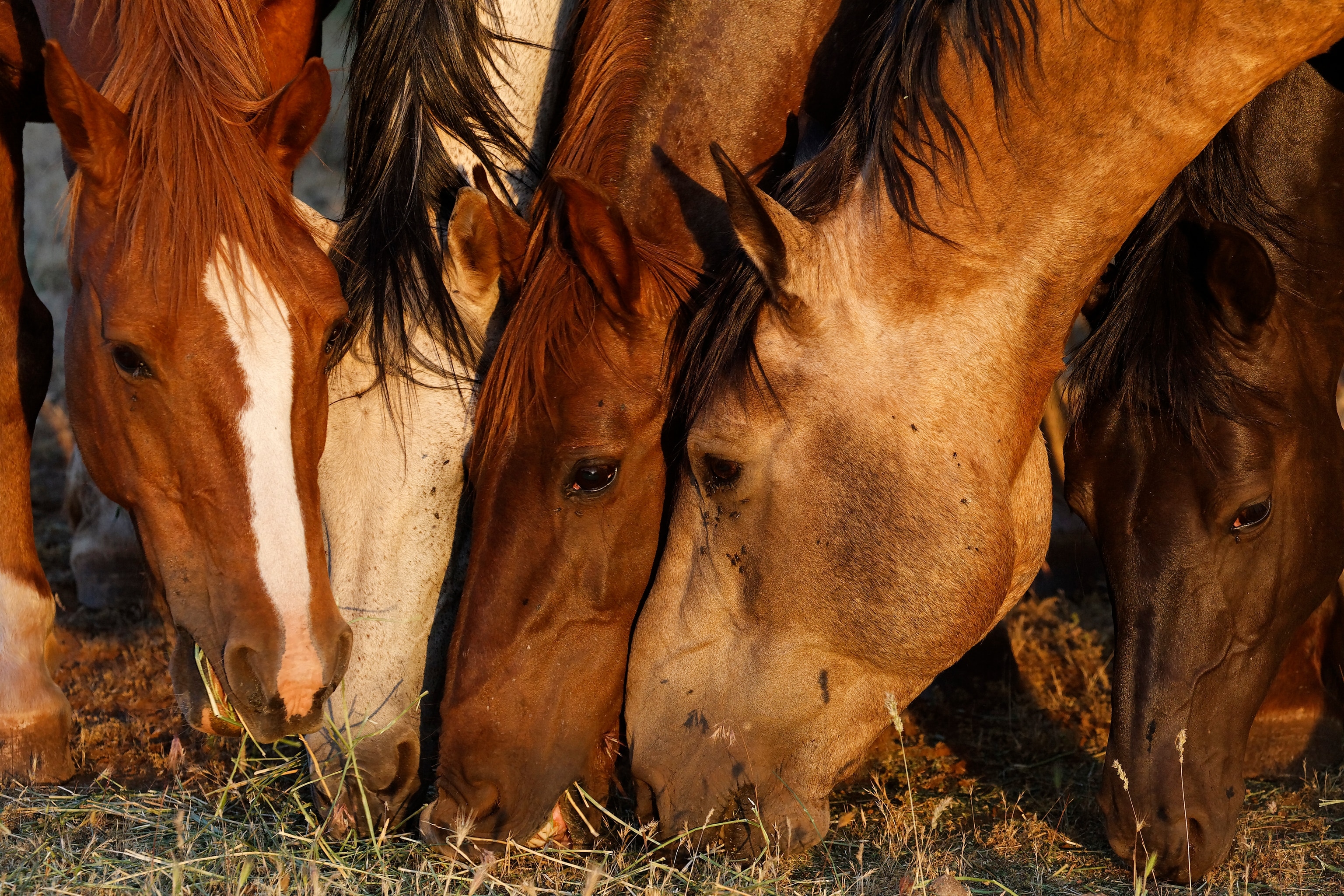 Five horses graze on grass with their heads all touching.