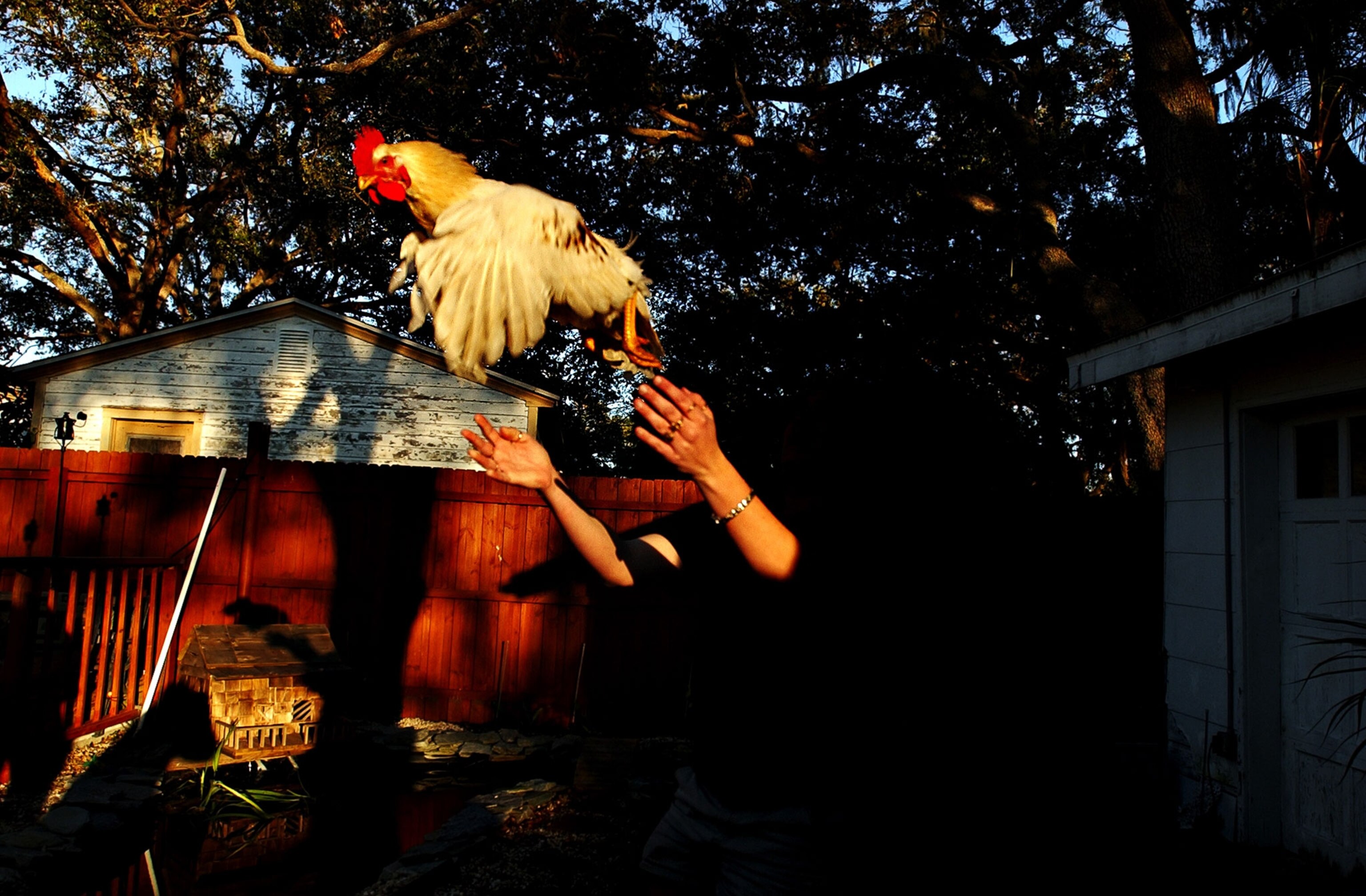 a chicken flying away