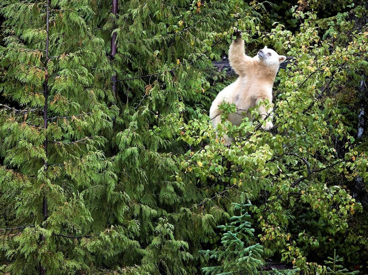 Great Bear Rainforest