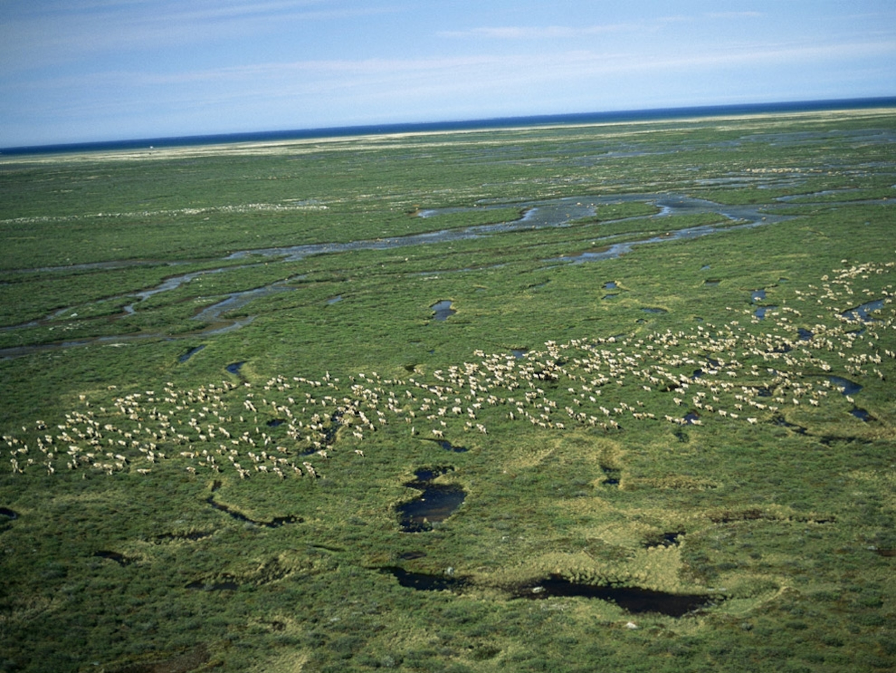 Aerial view of a herd of caribou crossing the tundra