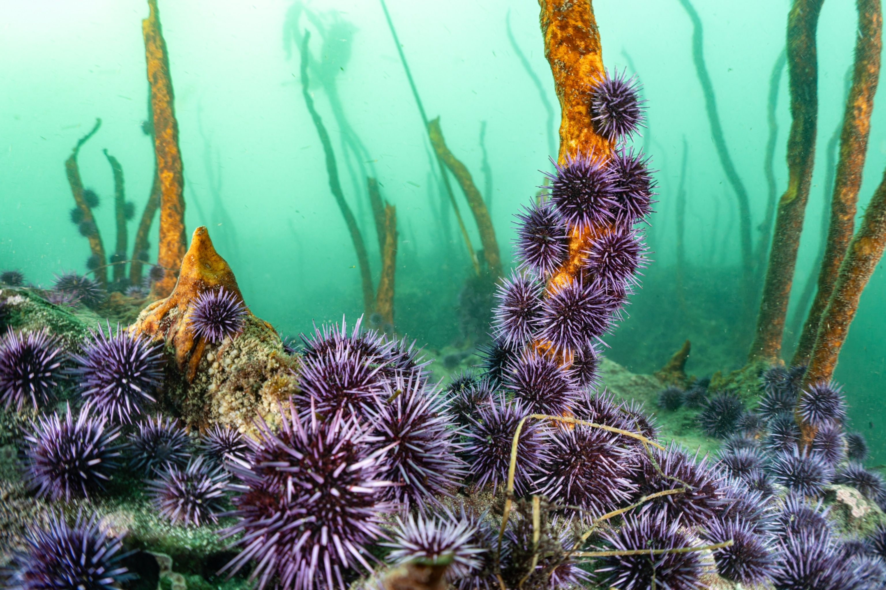 A large red abalone (Haliotis rufescens) next to an adult sunflower sea star (Pycnopodia helianthoides) under a thicket of understory palm kelps.