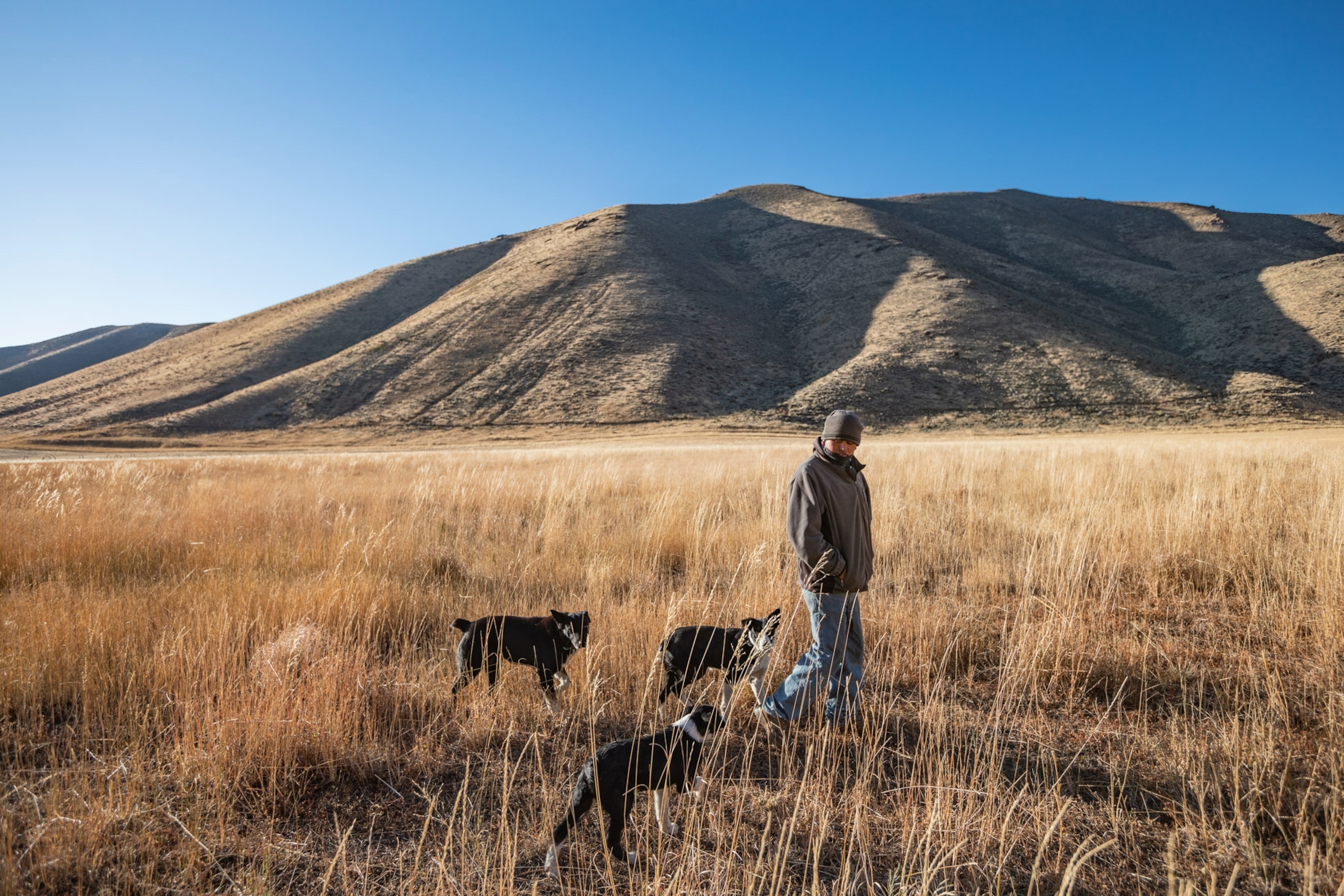 a shepherd walking with his dogs near Hailey, Idaho