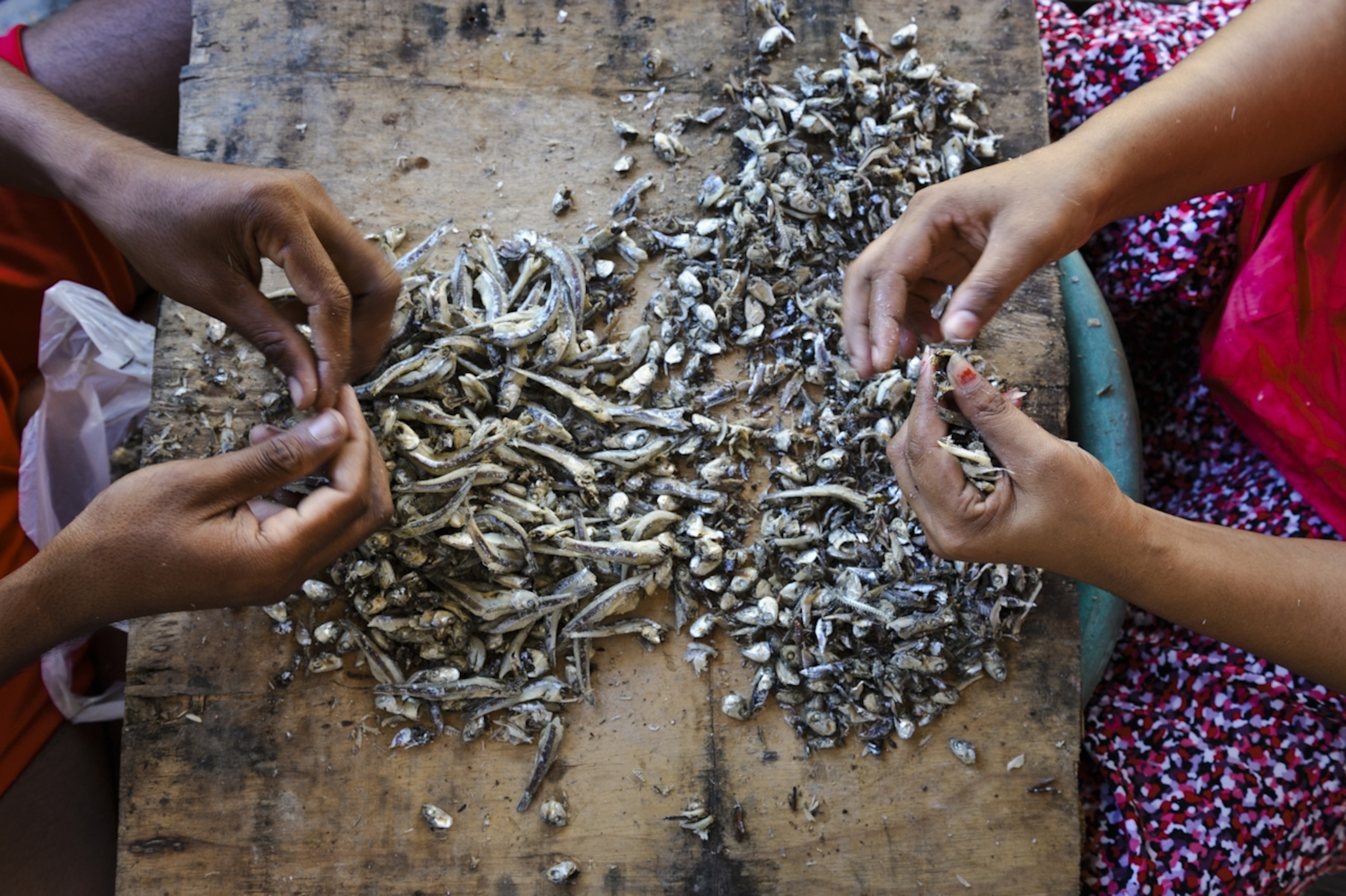 Men and women peel the heads of small fish to help earn a living.  One bag of about seventy pounds will bring in about 70 THB, which translates to about $2.00 a bag.