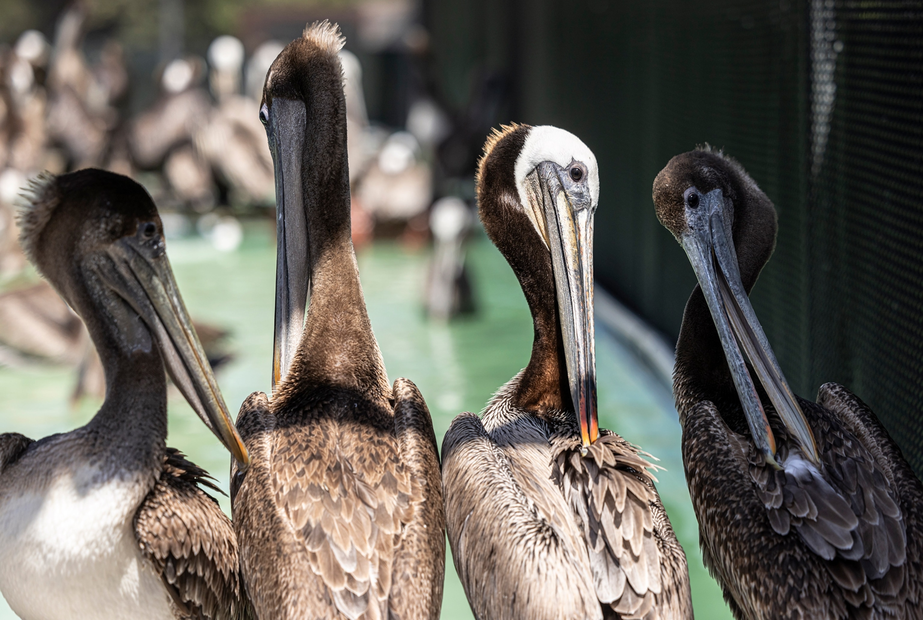 Close up of pelicans.