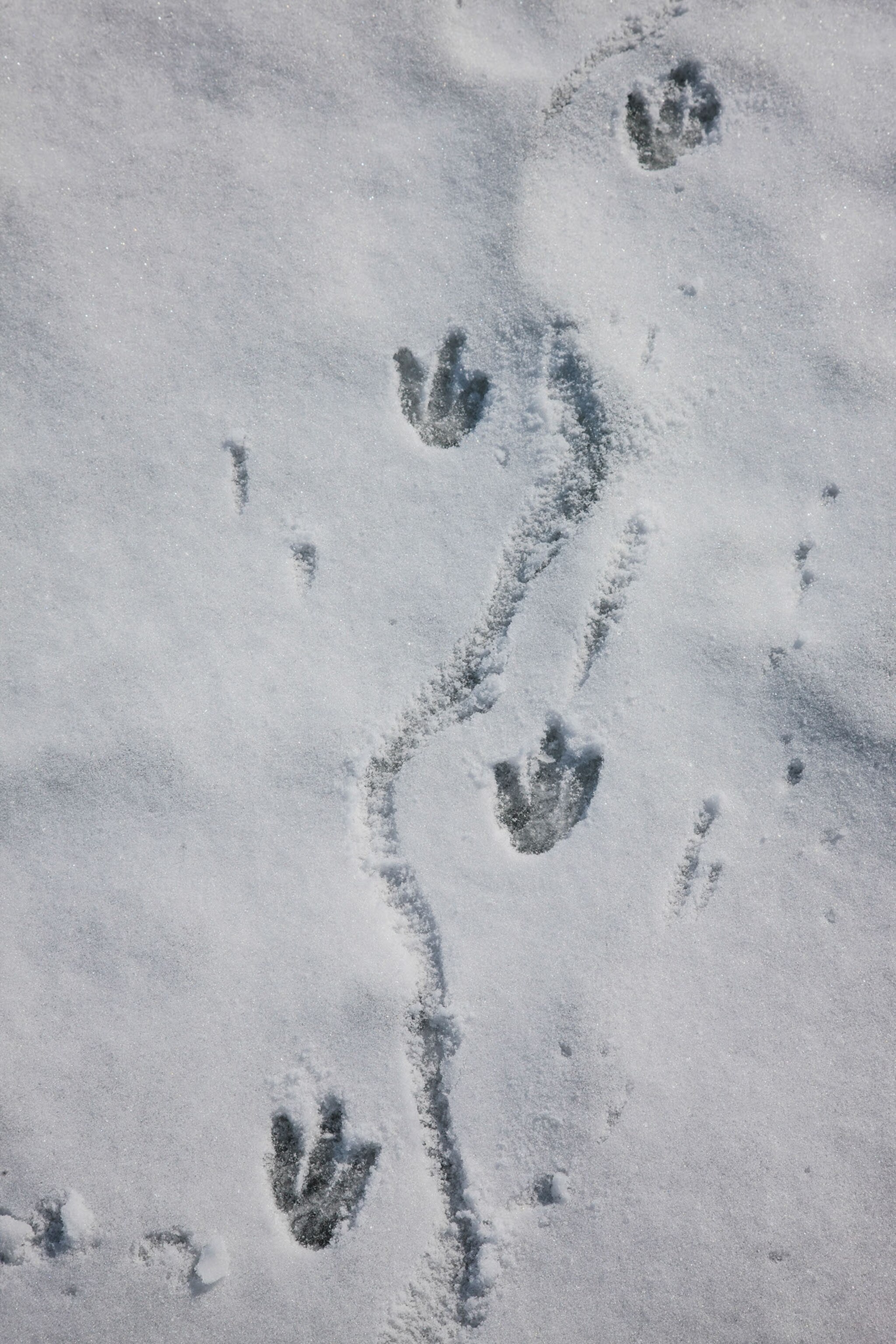 penguin footprints