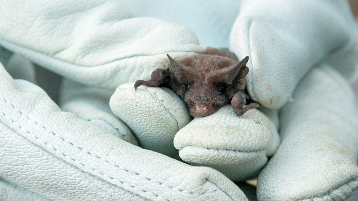 Rabies: What to know about how it spreads—and how to eradicate it - Vimarsana News