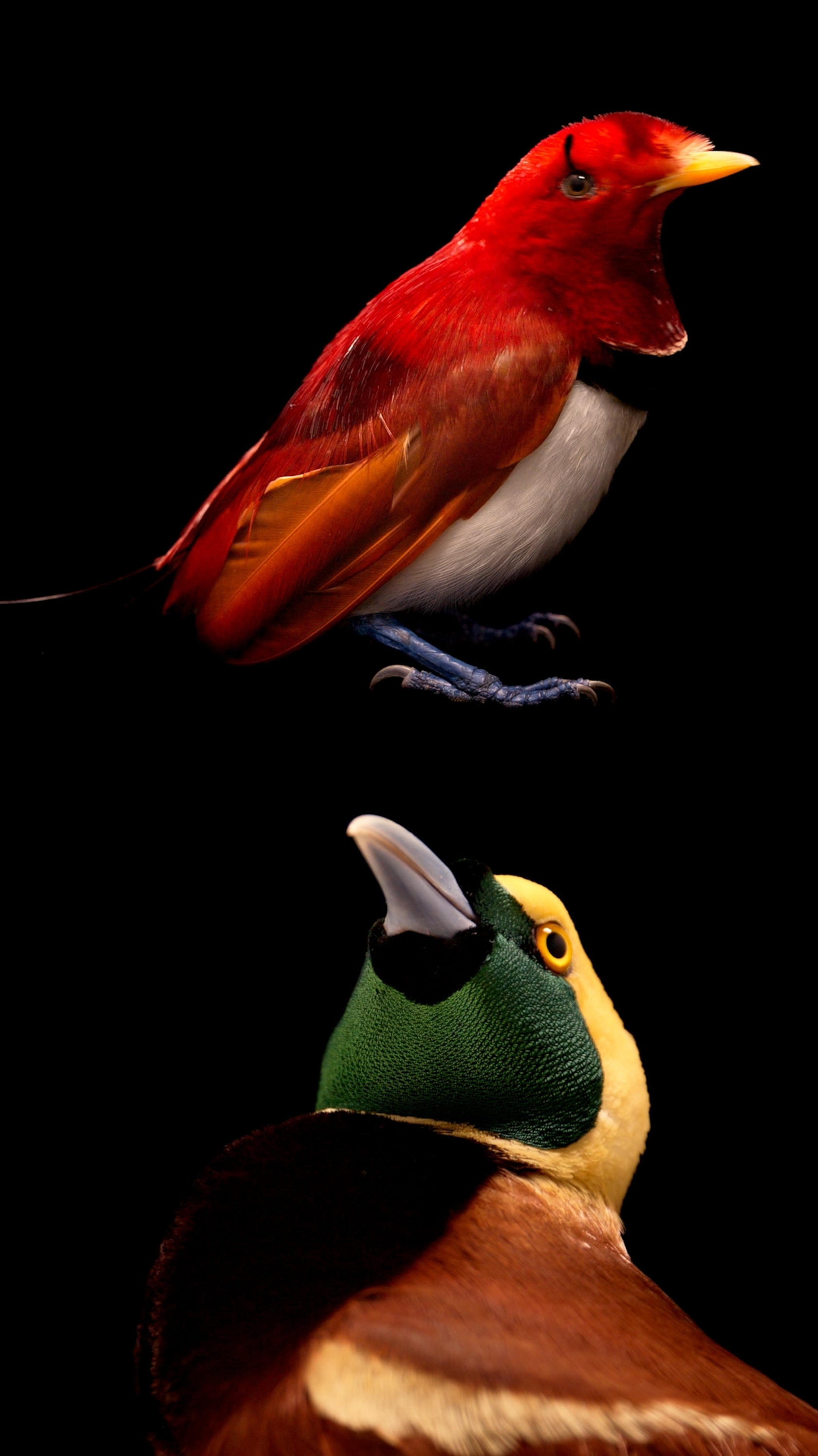 Would a Paradise Bird Live in the Desert? Surprising Facts Revealed