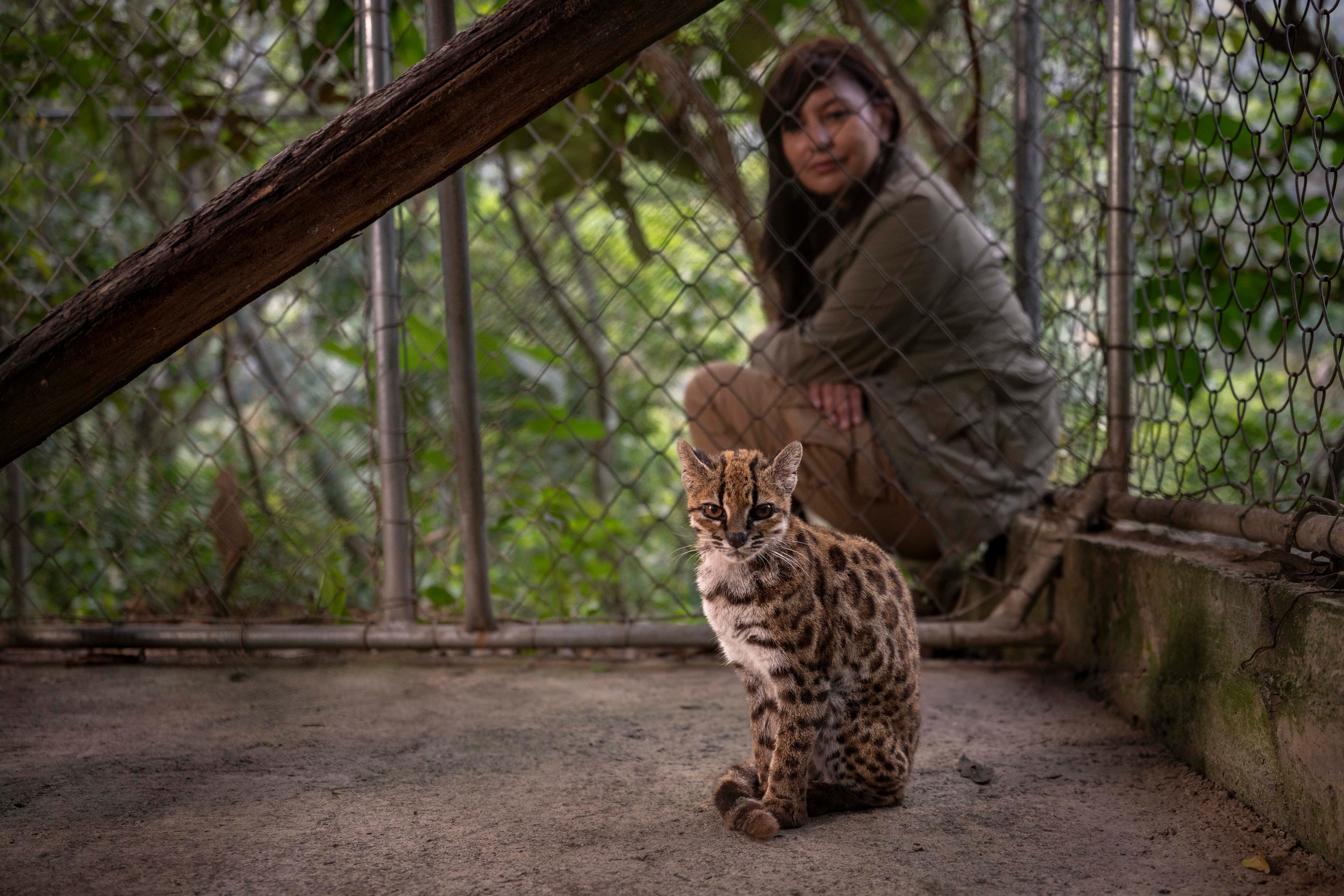A tan colored cat with black spots sitting in the foreground with a female scientist with black hair sits on the other side of a chain fence out of focus behind the cat.