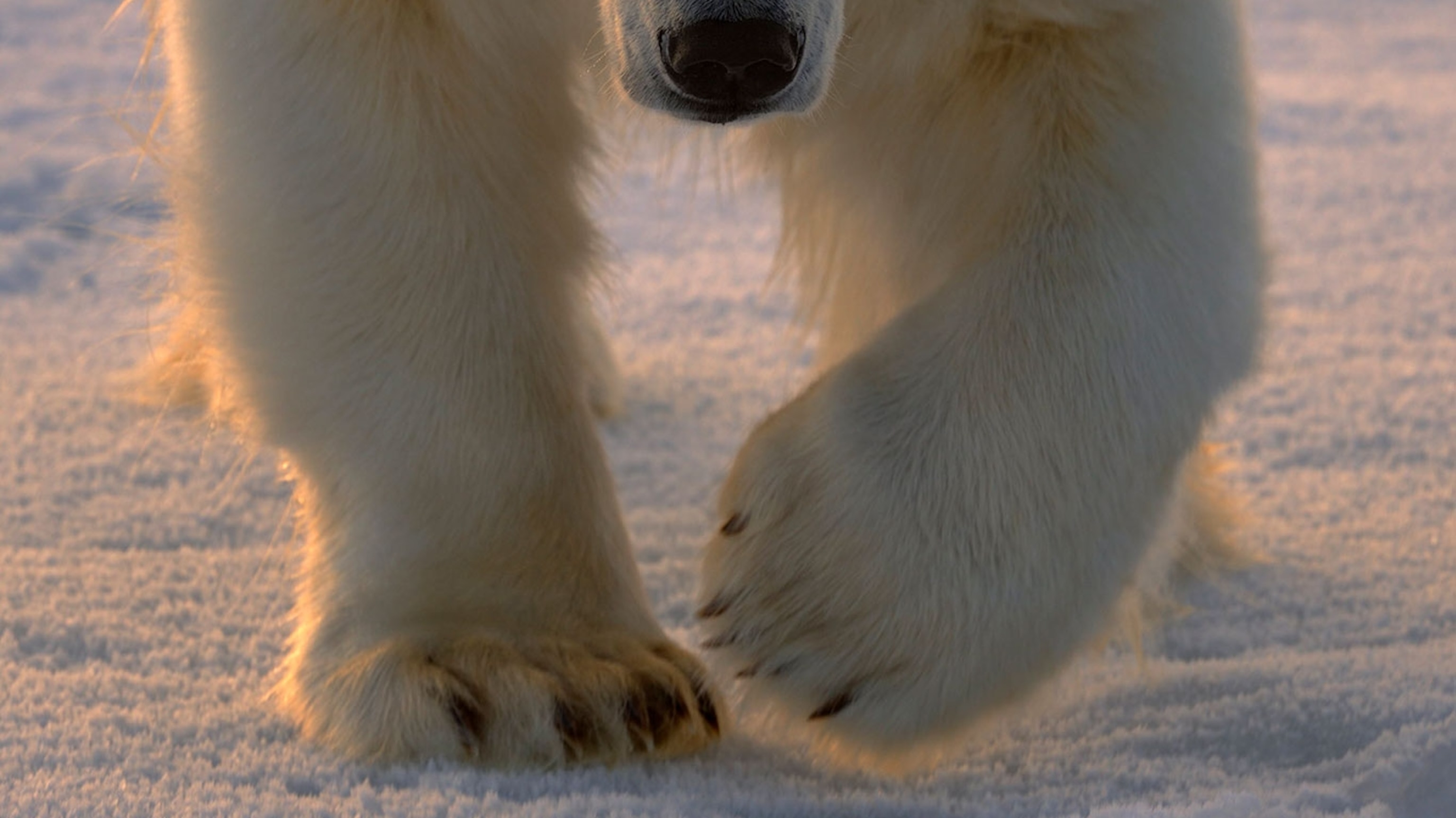These polar bears are getting fatter as sea ice melts. What's going on?