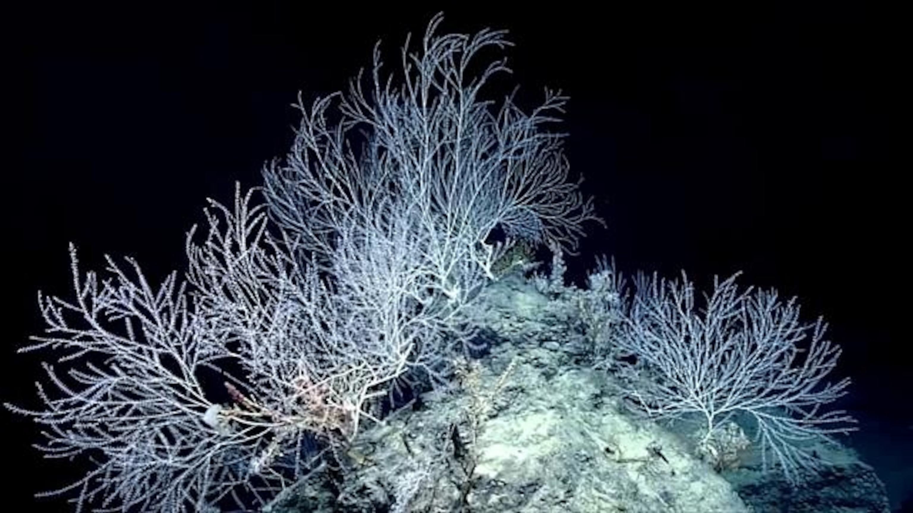 Video Shows Deep-Sea Coral Hidden in Gulf of Mexico | National