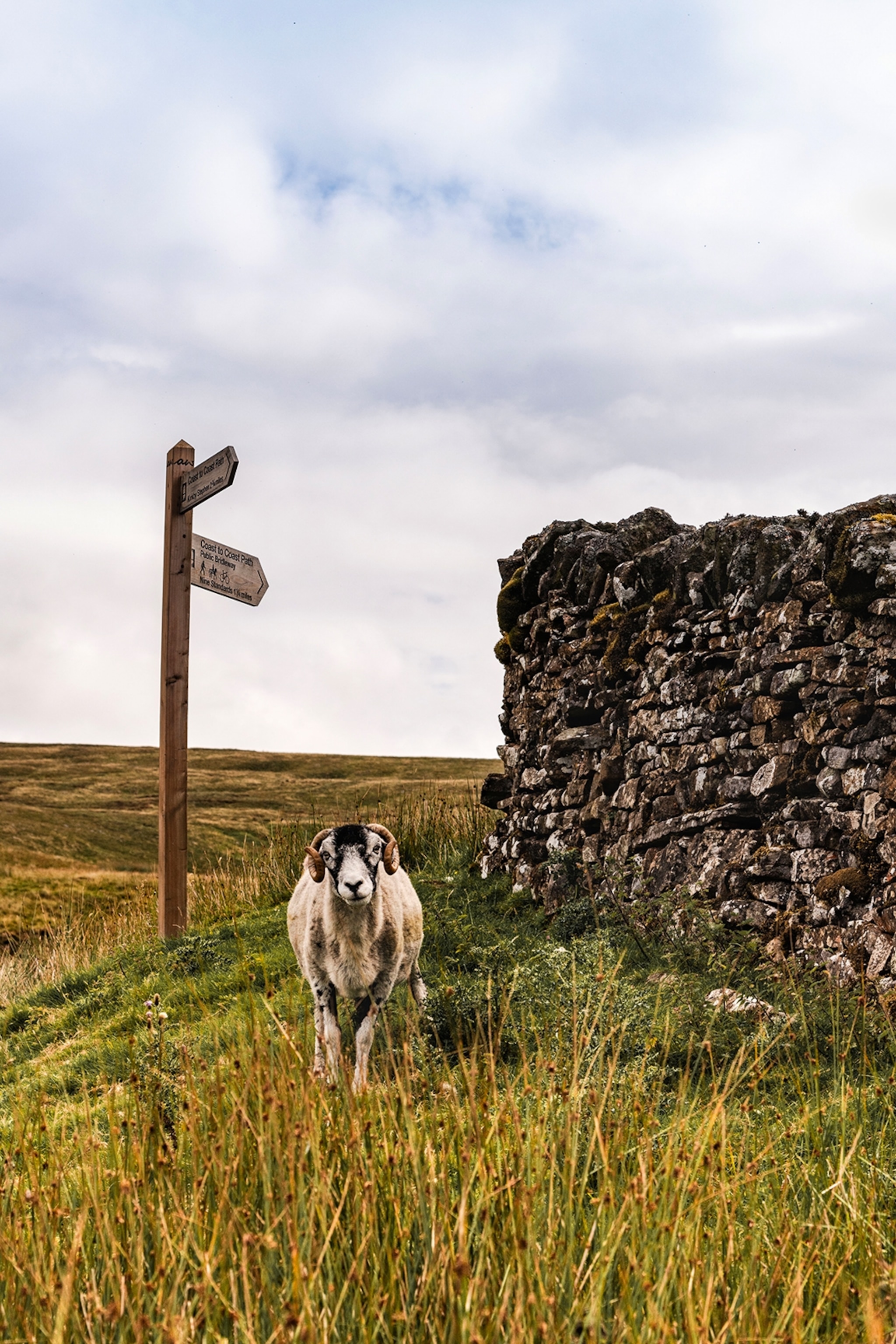 A male sheep staring into camera, stood next to a tall stone wall and a hiking signpost.