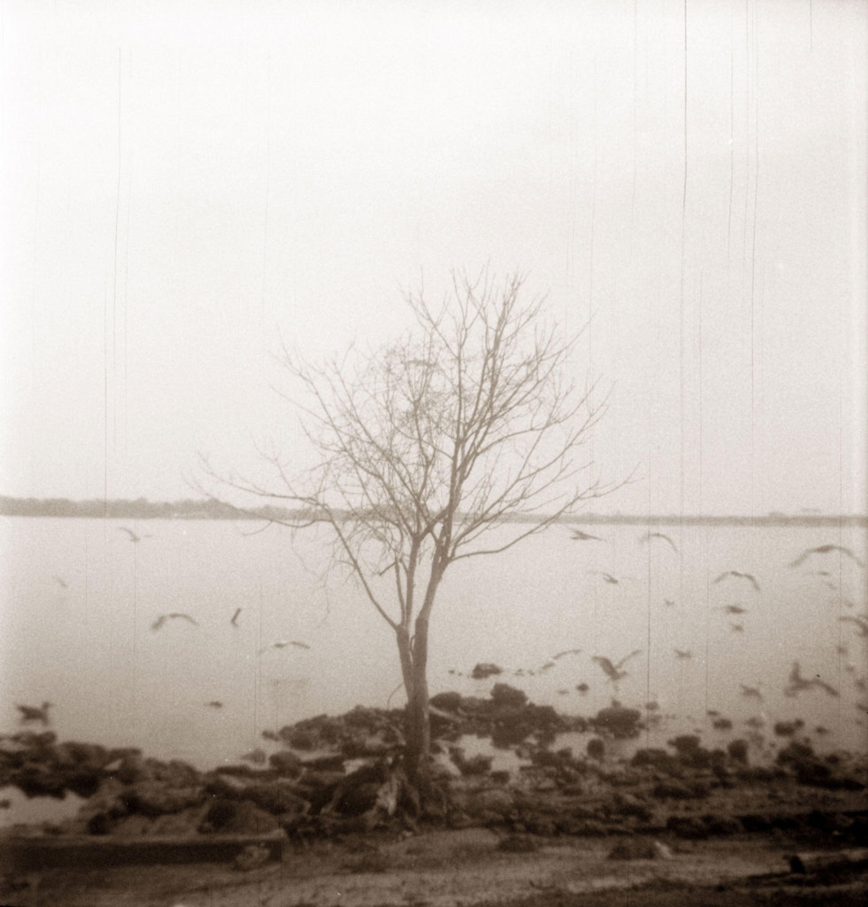 a bare tree in front of a body of water with birds flying in the distance