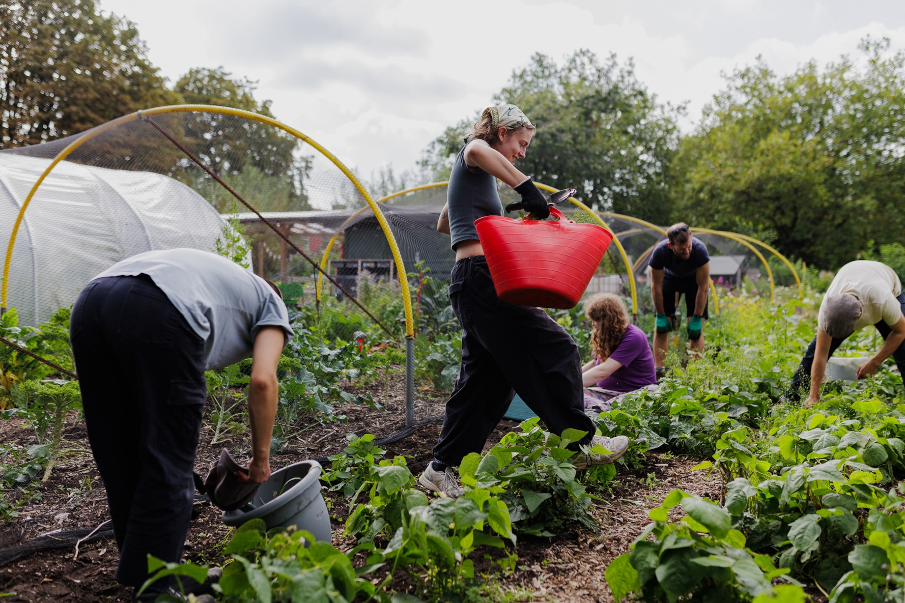 A group of volunteers weeding and working on a plot.