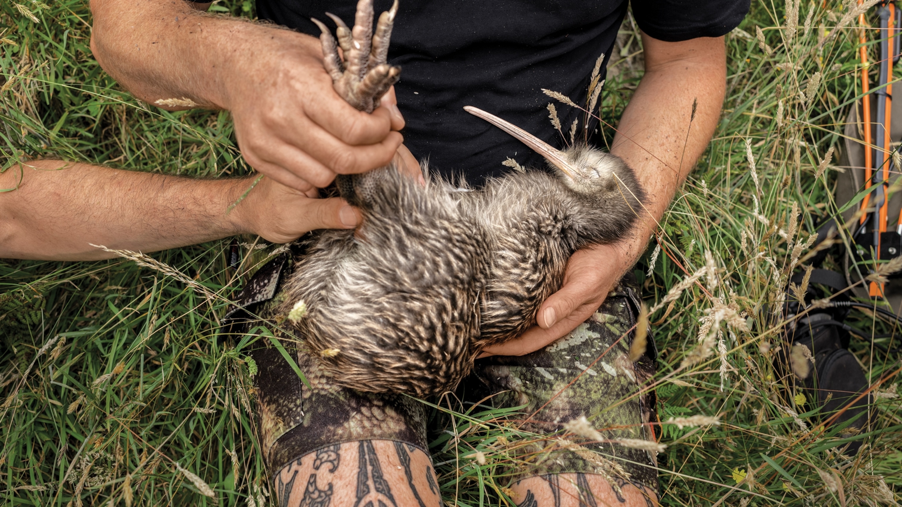 New Zealand wants to kill millions of invasive predators to save these fragile birds