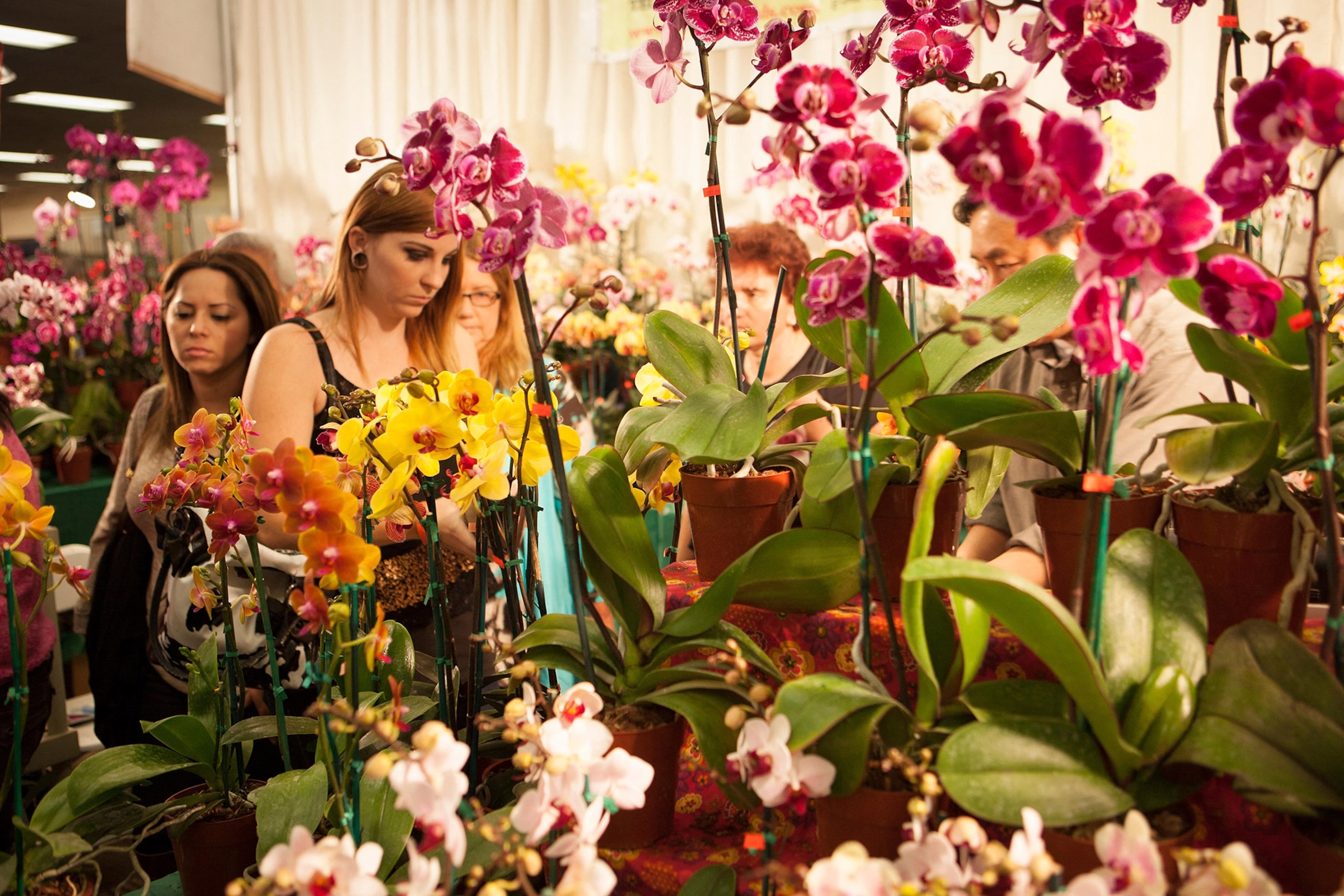 A woman stands on the right, facing a busy collection of orchids of various sizes and colors