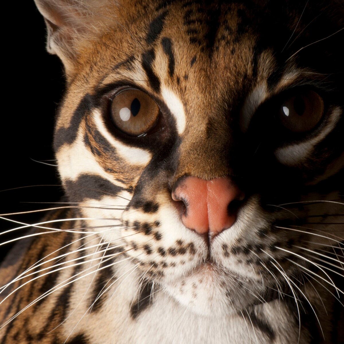 Ocelot | National Geographic