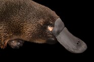 Platypus Pictures To Color Printable Planet