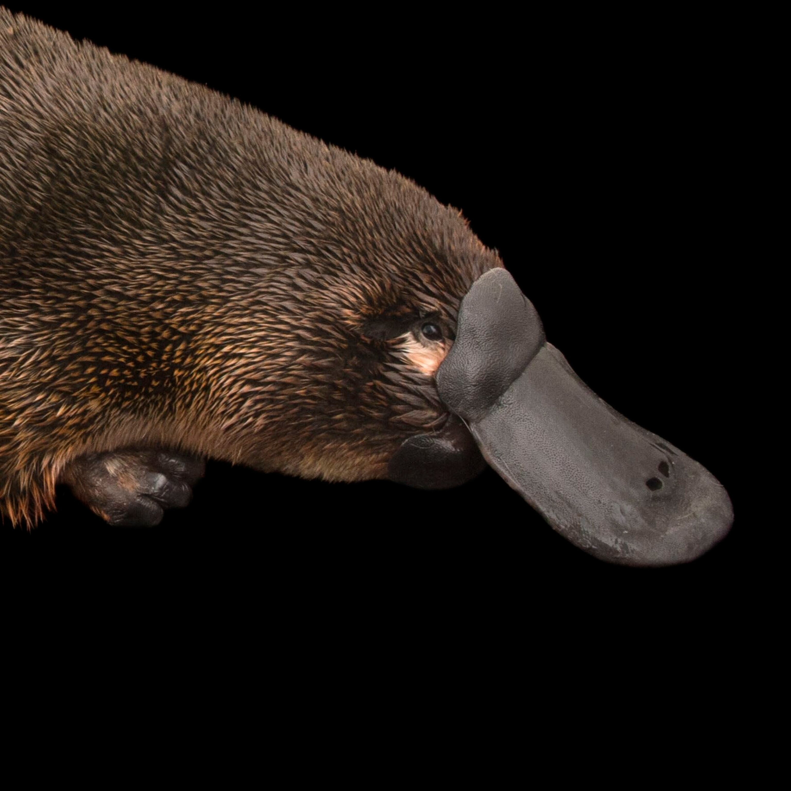 Platypus National Geographic