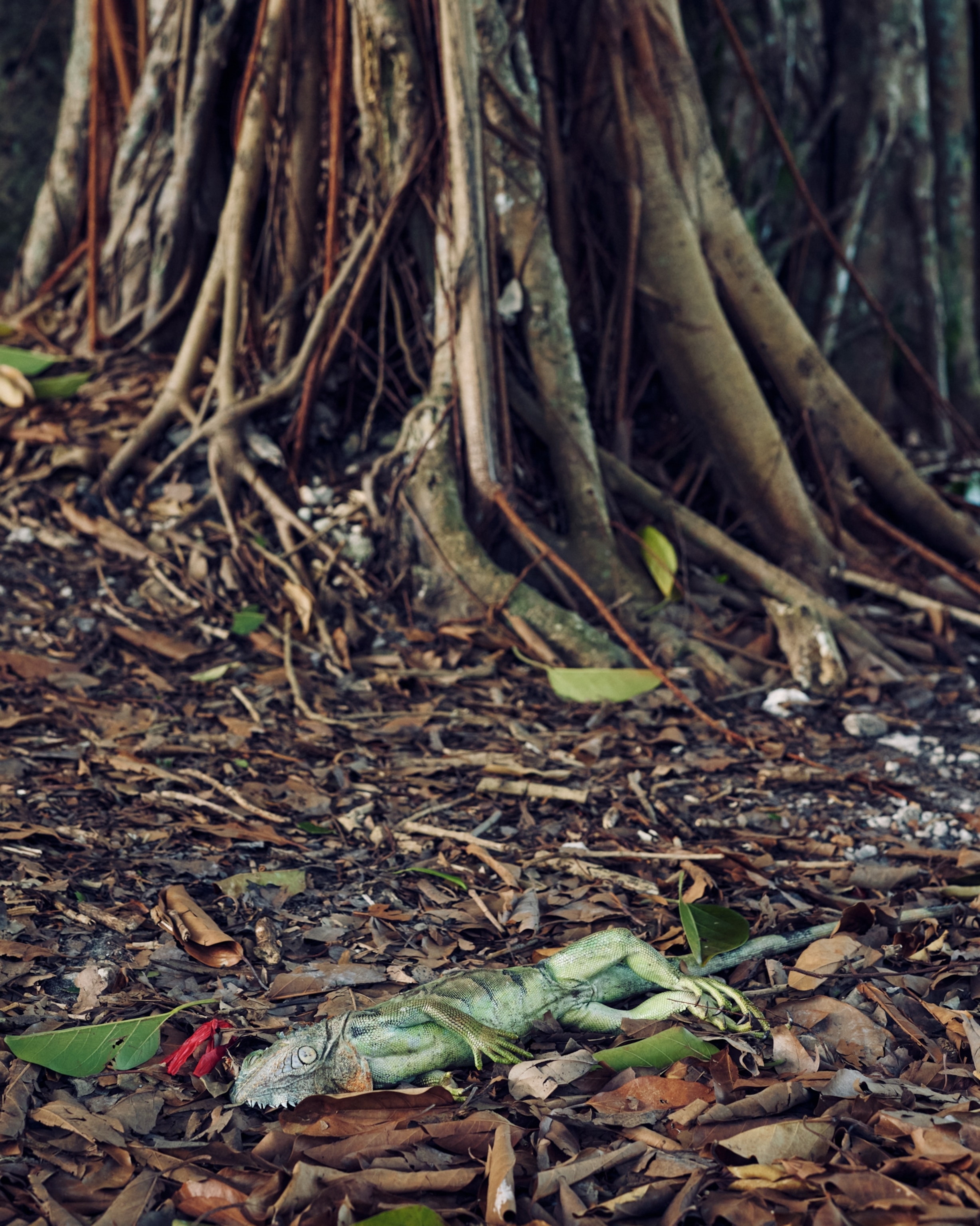 An iguana lies on the ground in a residential neighborhood as a cold front moves across South Florida.