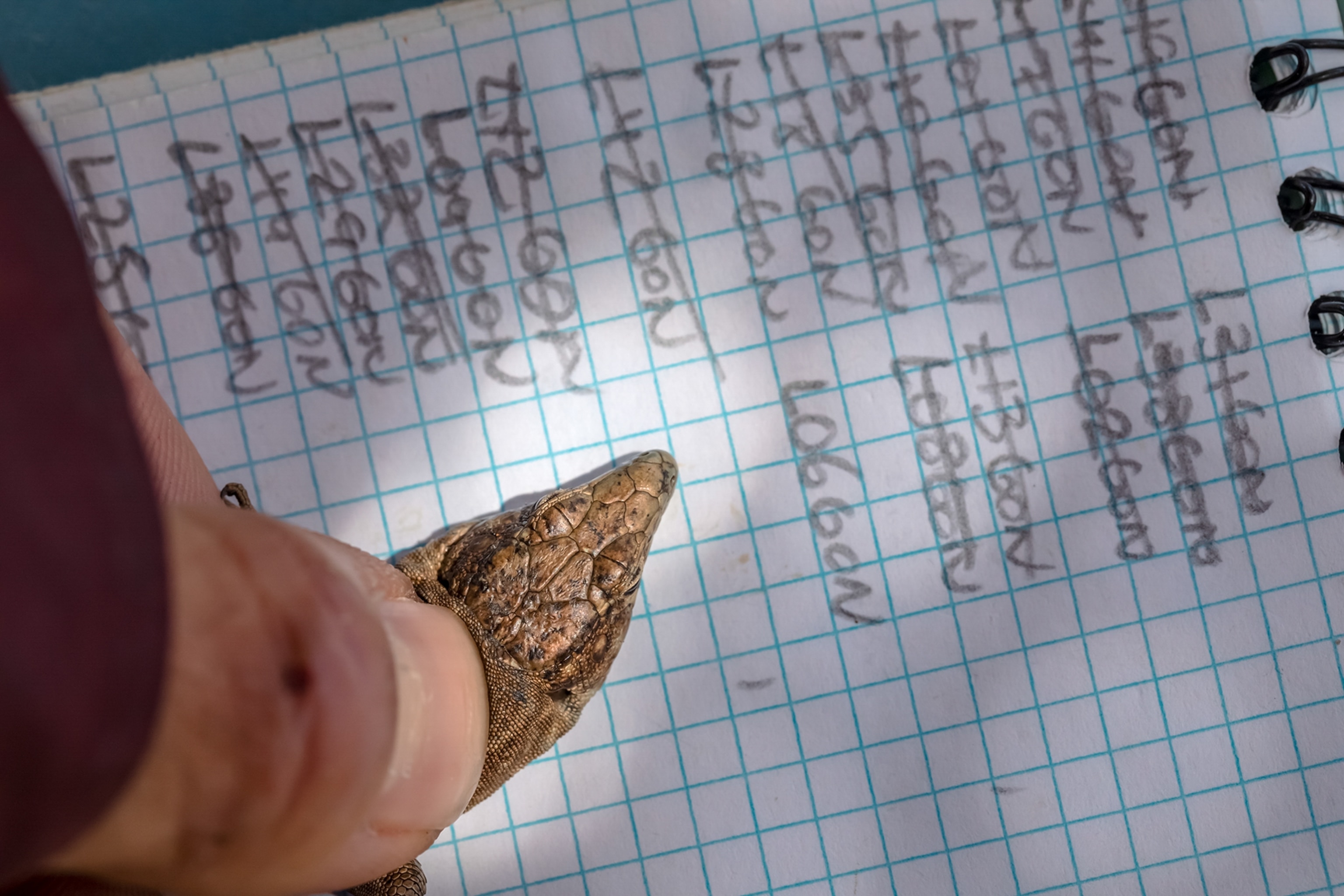 A person holds a small, textured lizard gently on top of a spiral notebook with handwriting on graph paper