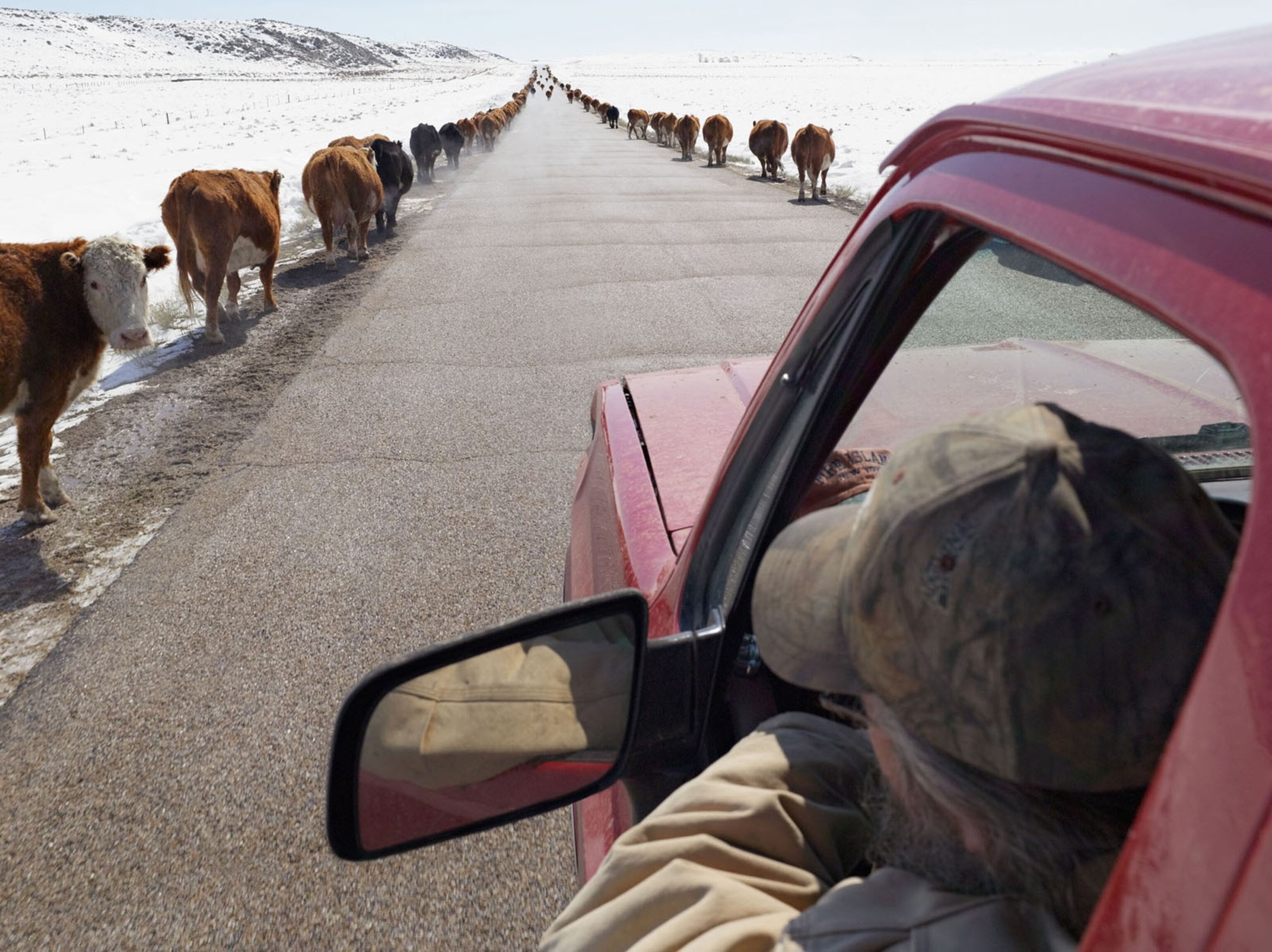 Moving Cattle to Spring Pasture, Boulder, Wyoming