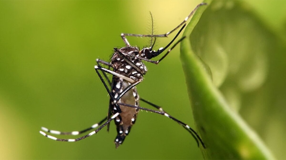 Buttery perfume deters mosquitoes by overloading their sense of smell