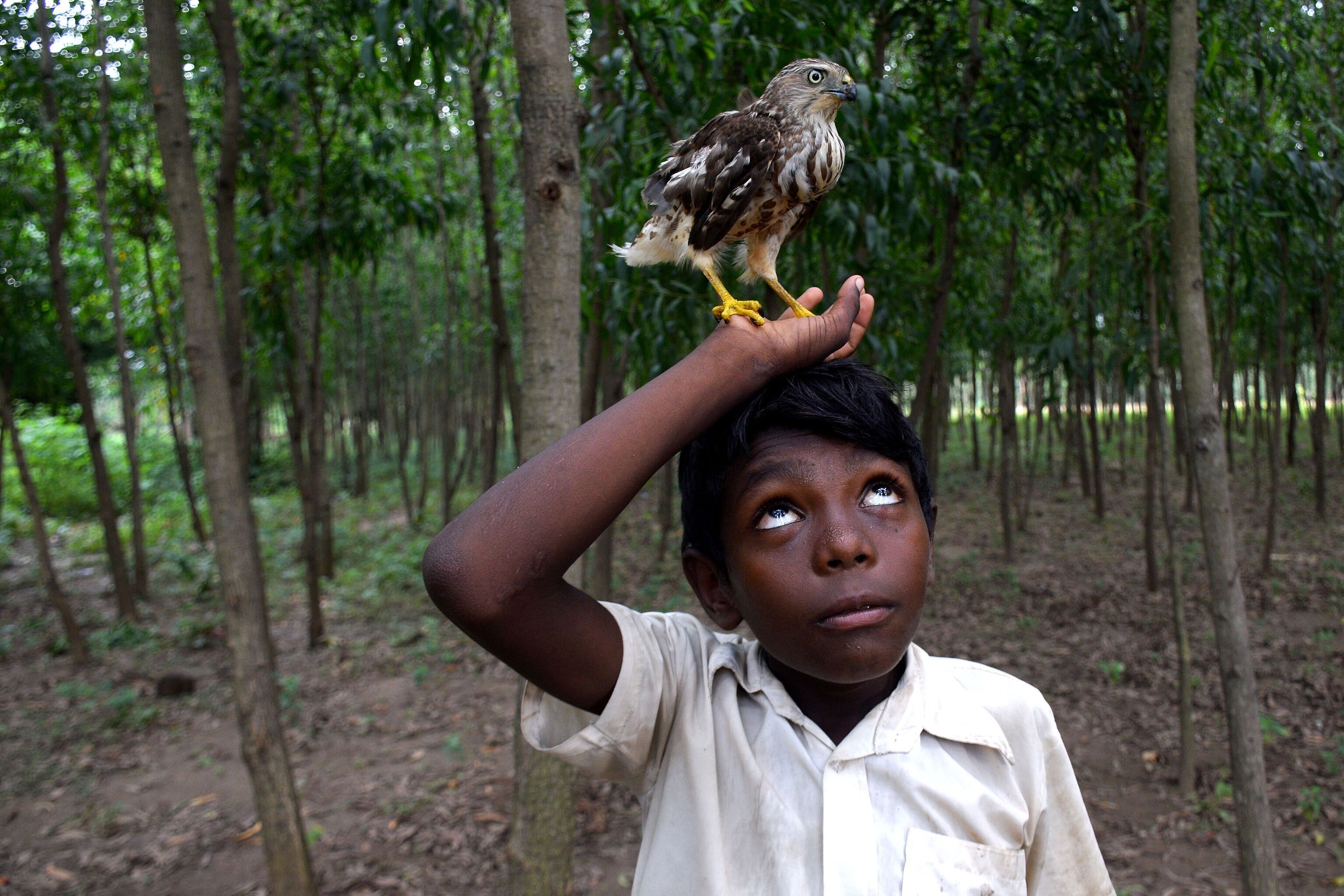 a boy holding a hawk