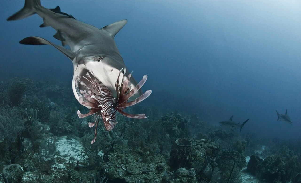 shark makes a meal of a lionfish in Roatan Marine Park in 2010 Honduras