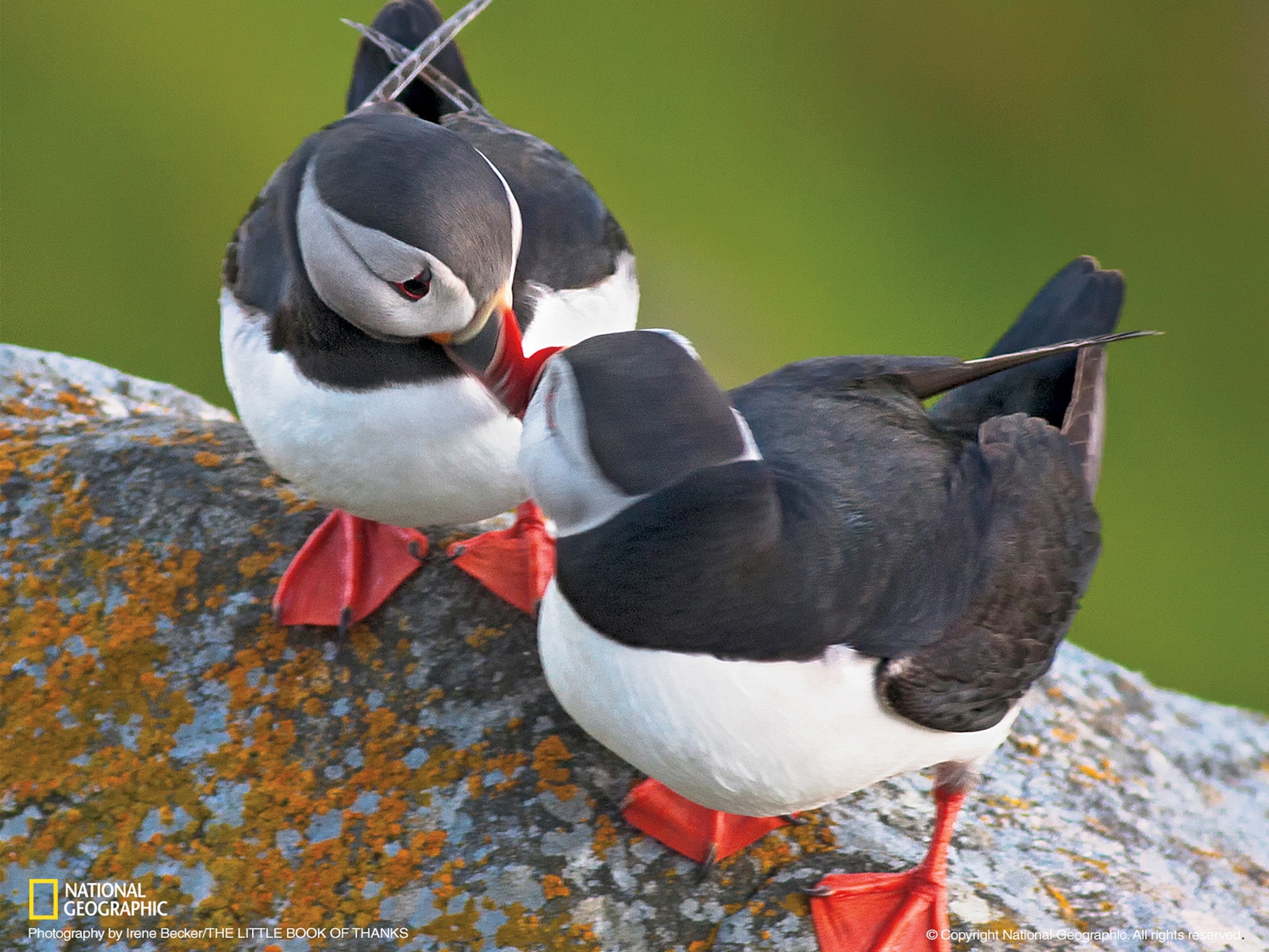 puffins