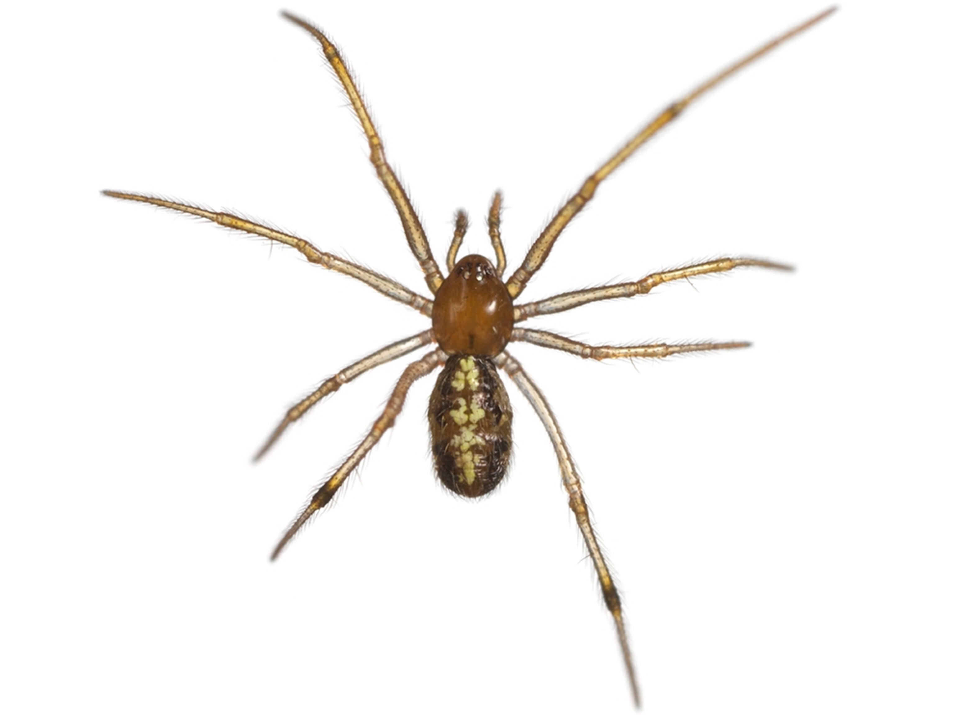 Common Name: spider, Magnification: 4x,