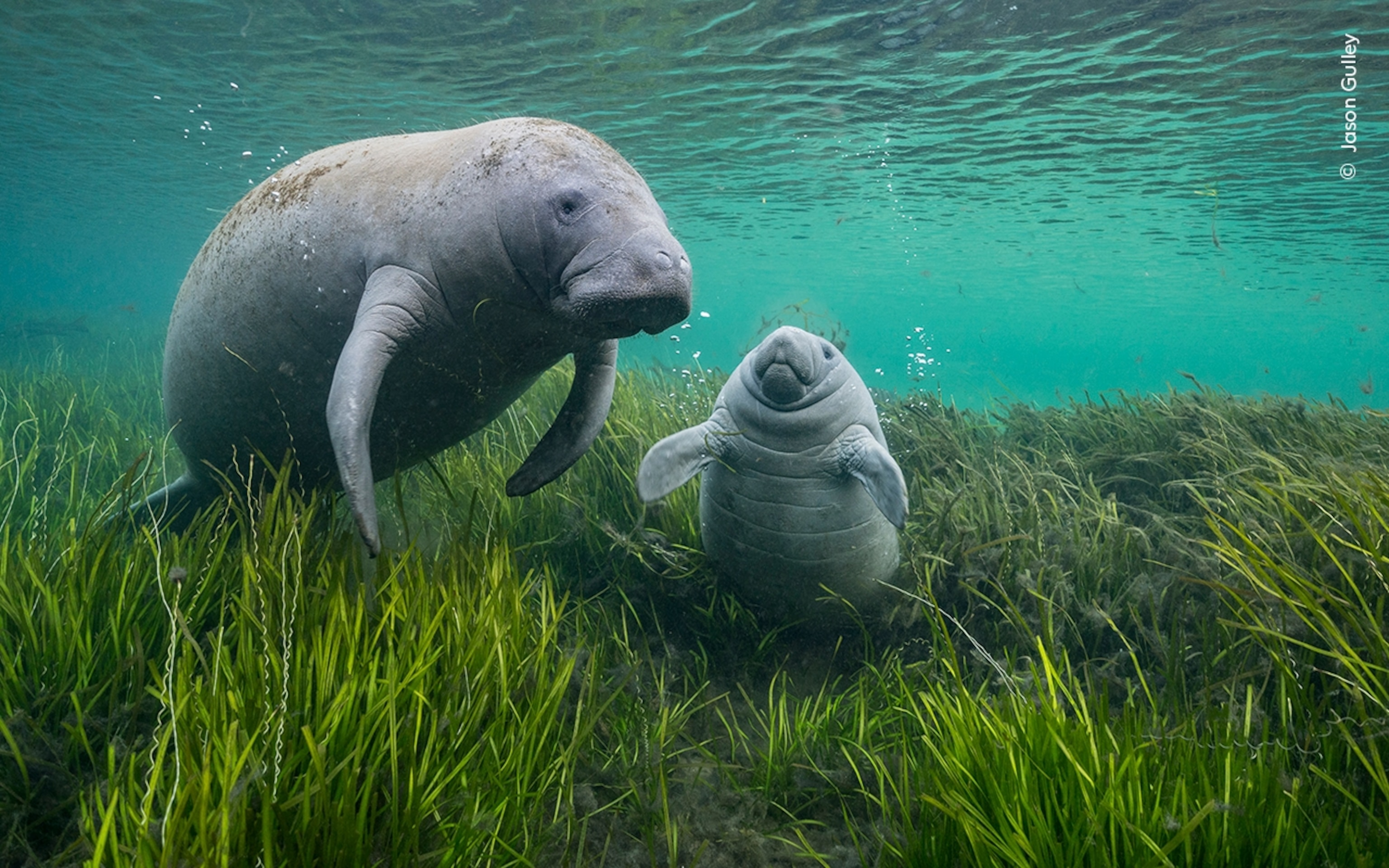 18 striking photos from this year's best wildlife