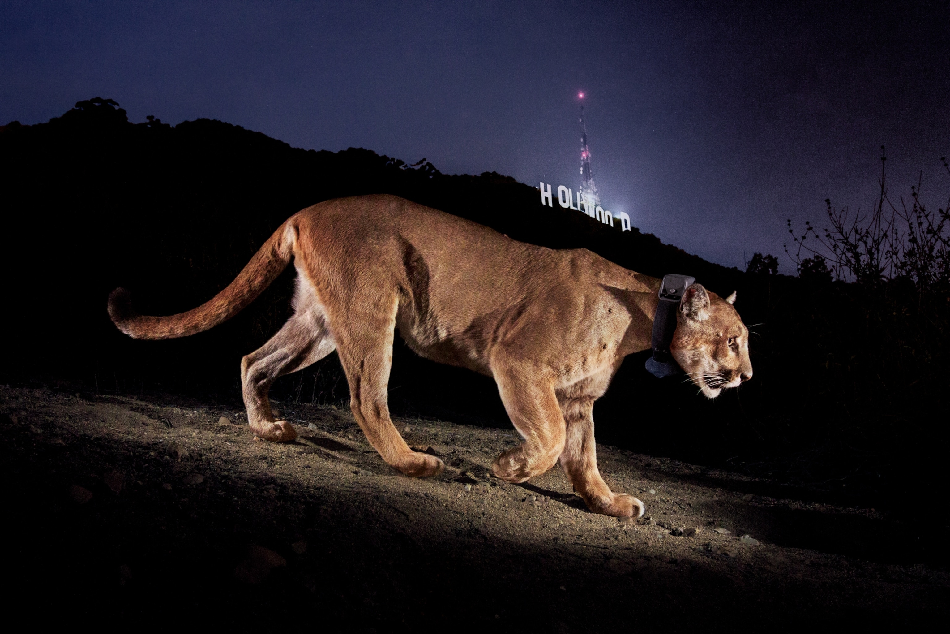 Hollywood’s most reclusive star, P-22, was first seen in Griffith Park in Los Angeles in 2011. It took me 15 months to capture this image of him. After the photo was published, P-22 became an icon: Angelenos fell in love with him, and he became a poster child for urban wildlife conservation.