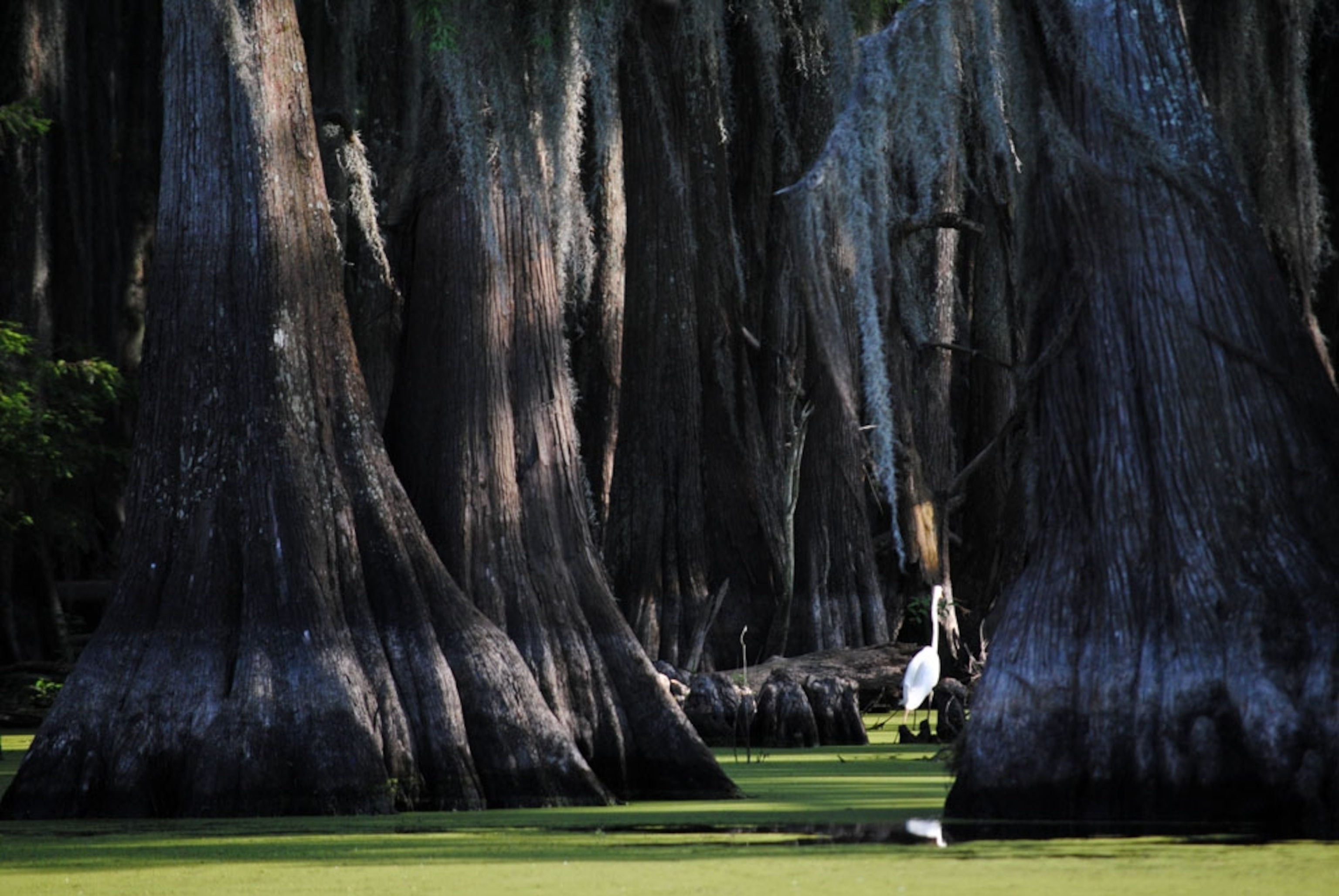 Caddo Lake is on the border between Texas and Louisiana