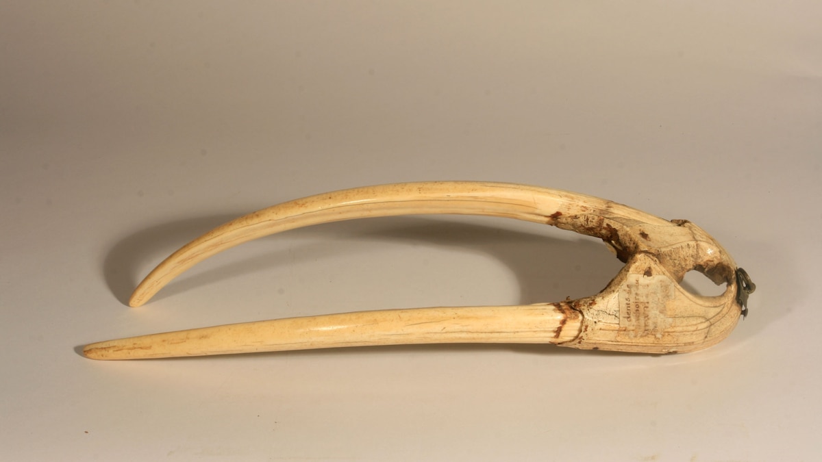 Ancient Norse Trade Revealed in Walrus Ivory