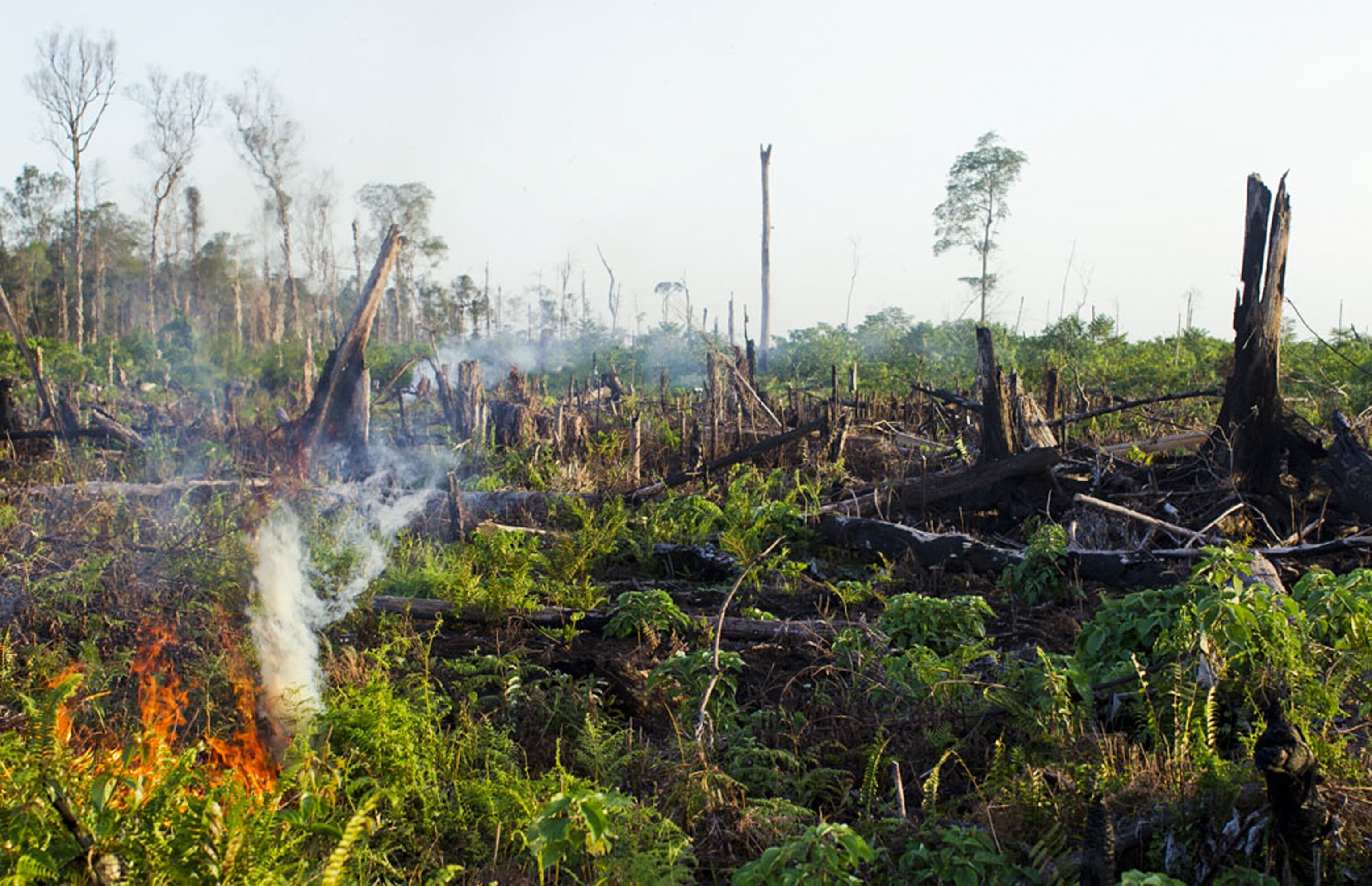 Sumatran Orangutan - Picture of a peat forest burning in Indonesia