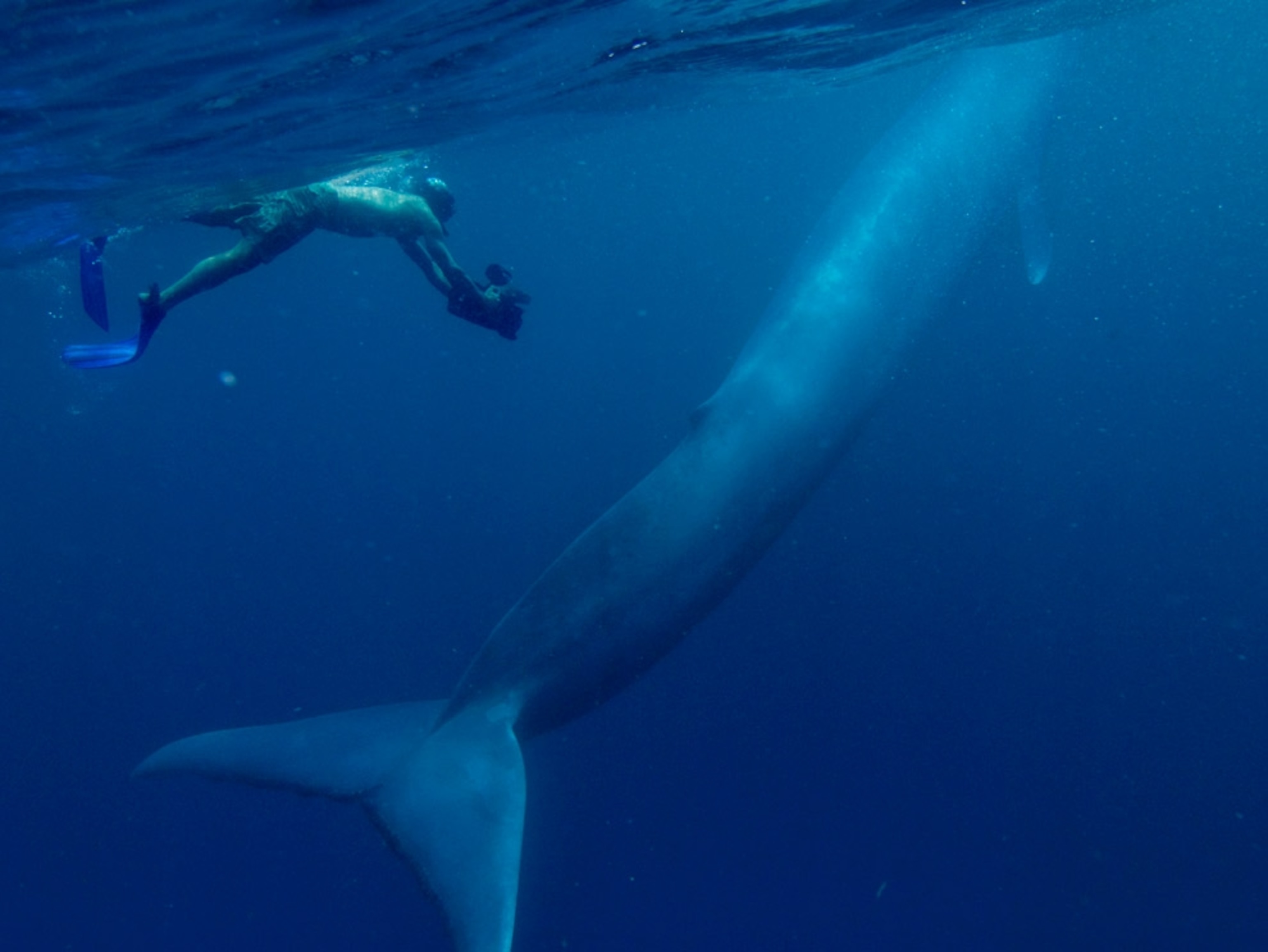Diver photographing blue whale