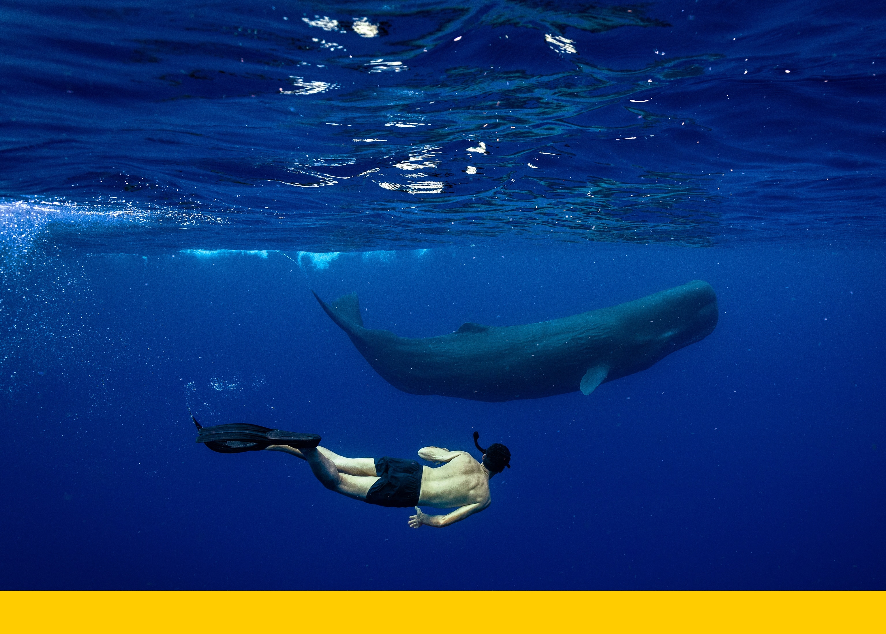 Rowan Jacobsen follows a young sperm whale as it swims behind its mother off the coast of Dominica.