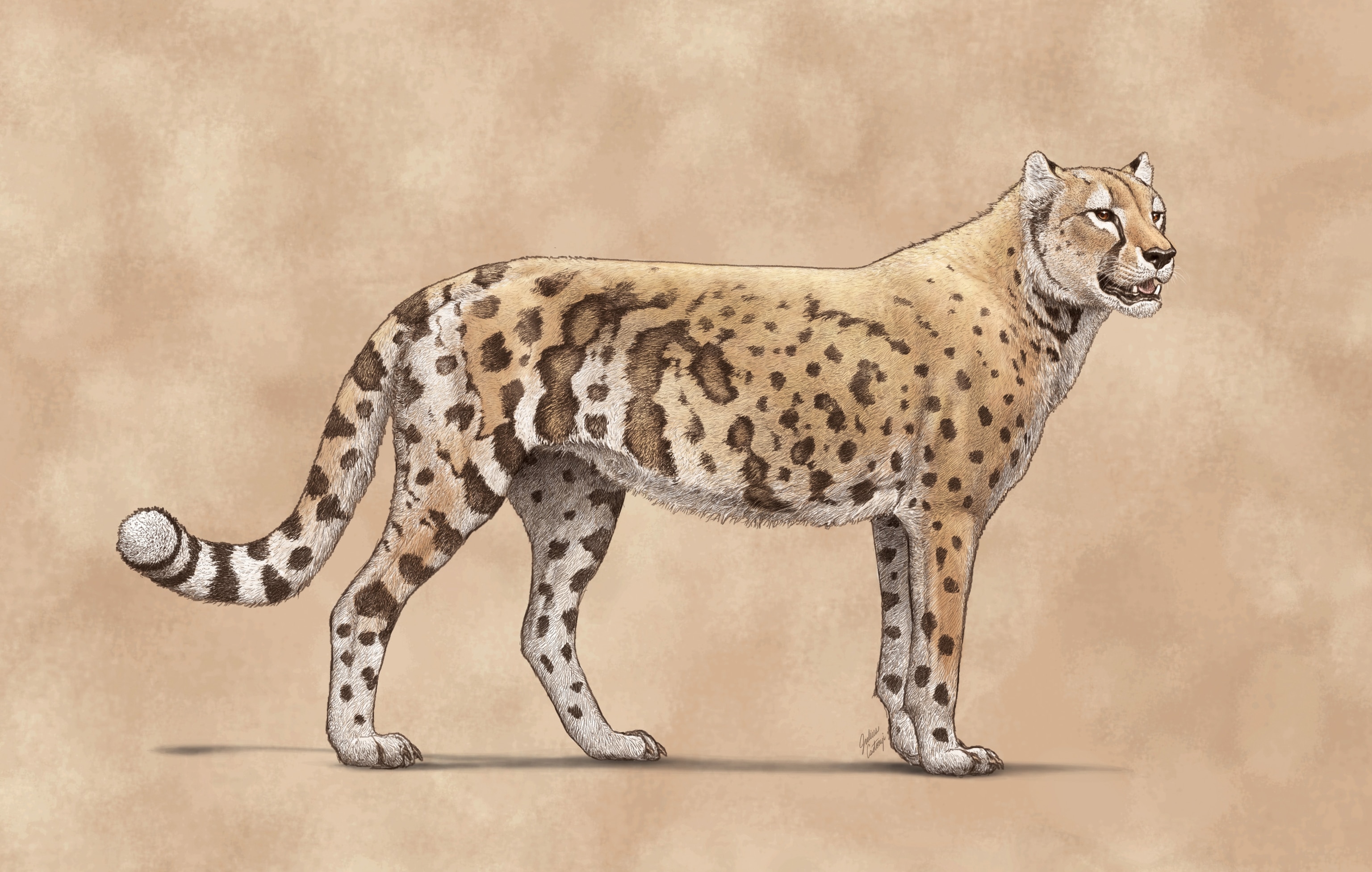 Sketch of a Cheetah