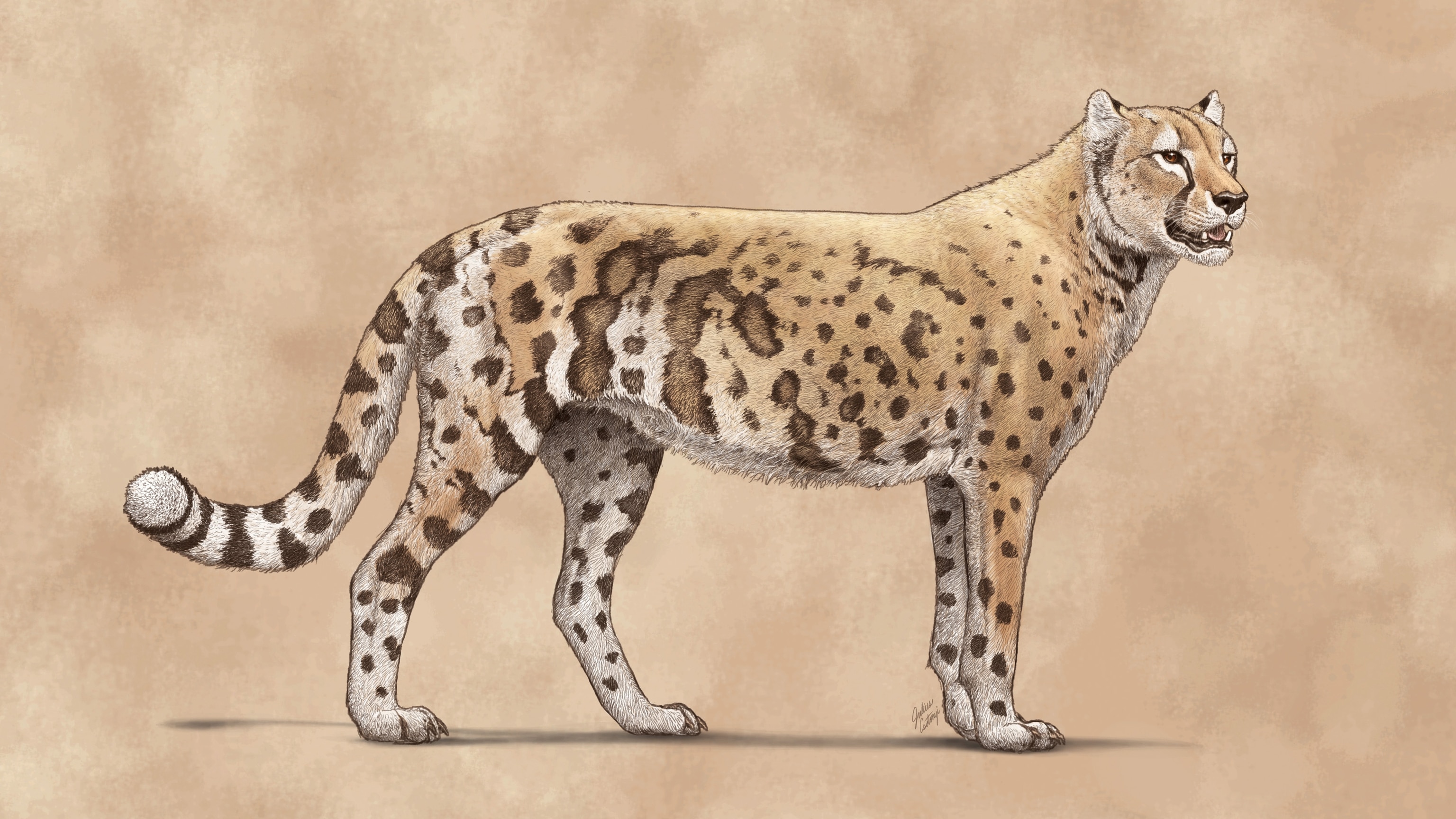 DNA Reveals the Extinct ‘American Cheetah’ Wasn’t Actually a Cheetah