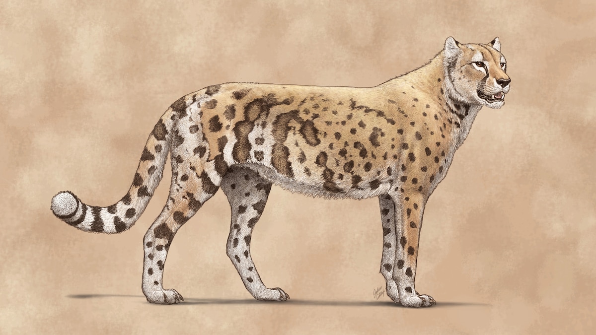 Photo: Nationalgeographic DNA Reveals the Extinct ‘American Cheetah’ Wasn’t Actually a Cheetah