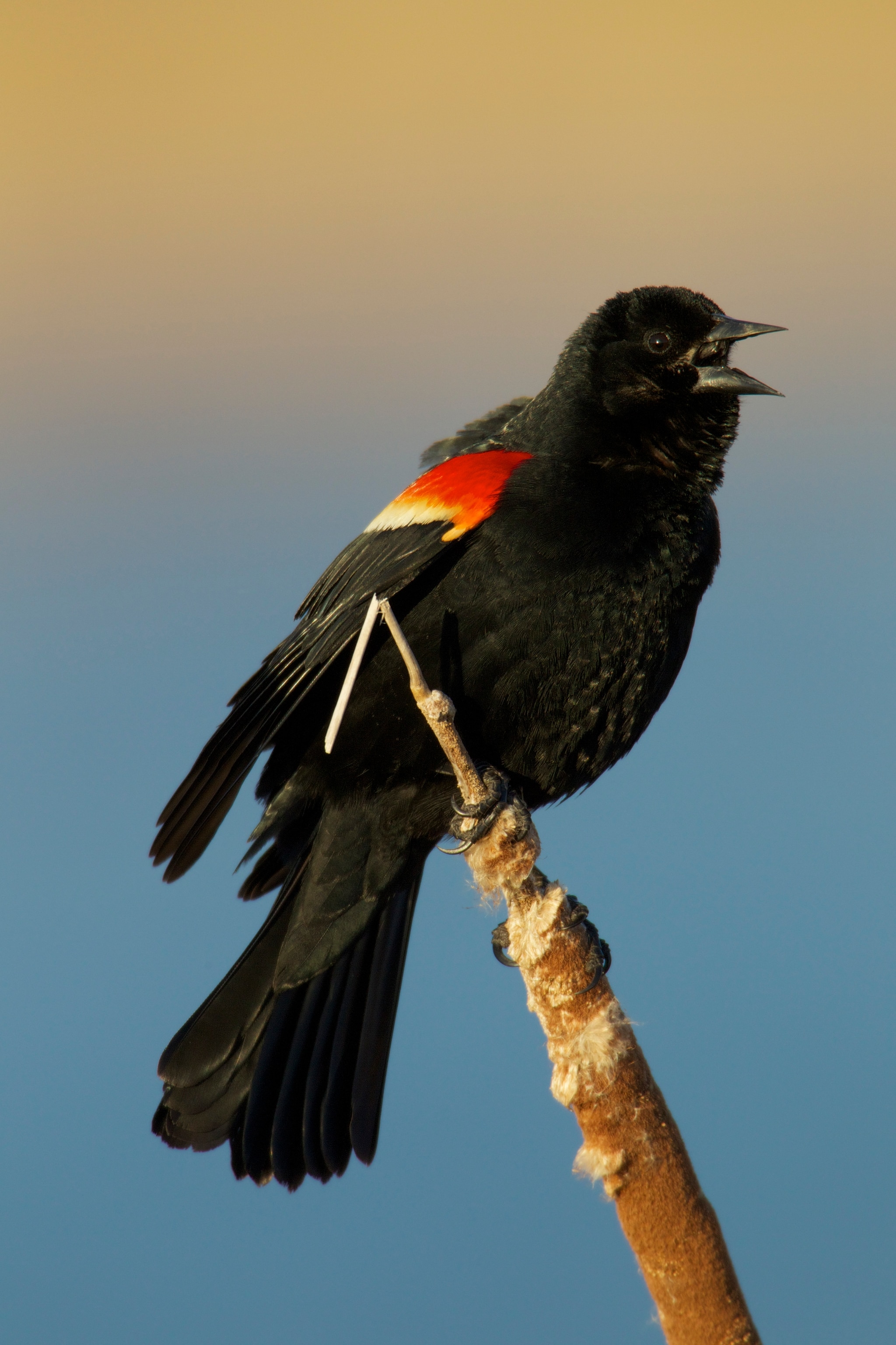 A black bird with red and yellow feathers on its wing rests on a thin tree branch with the blue sky filling the background.